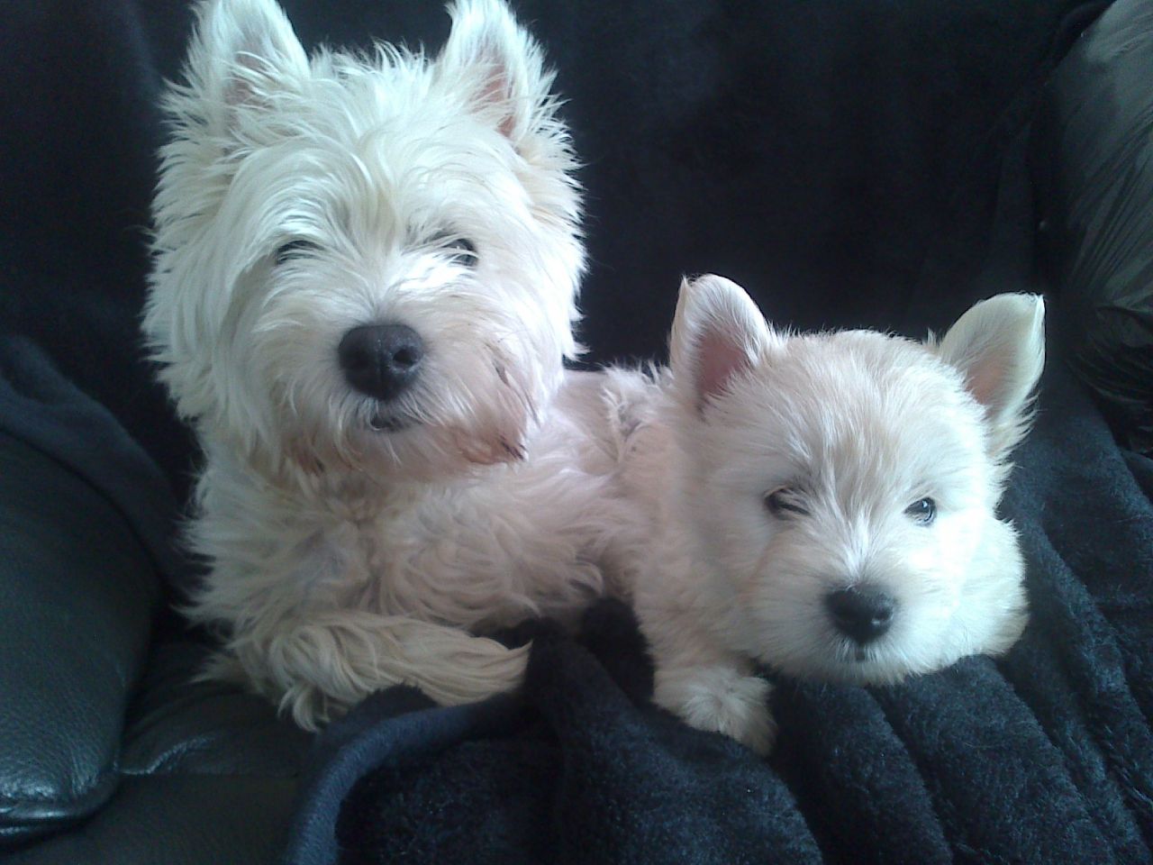 westie puppies for sale