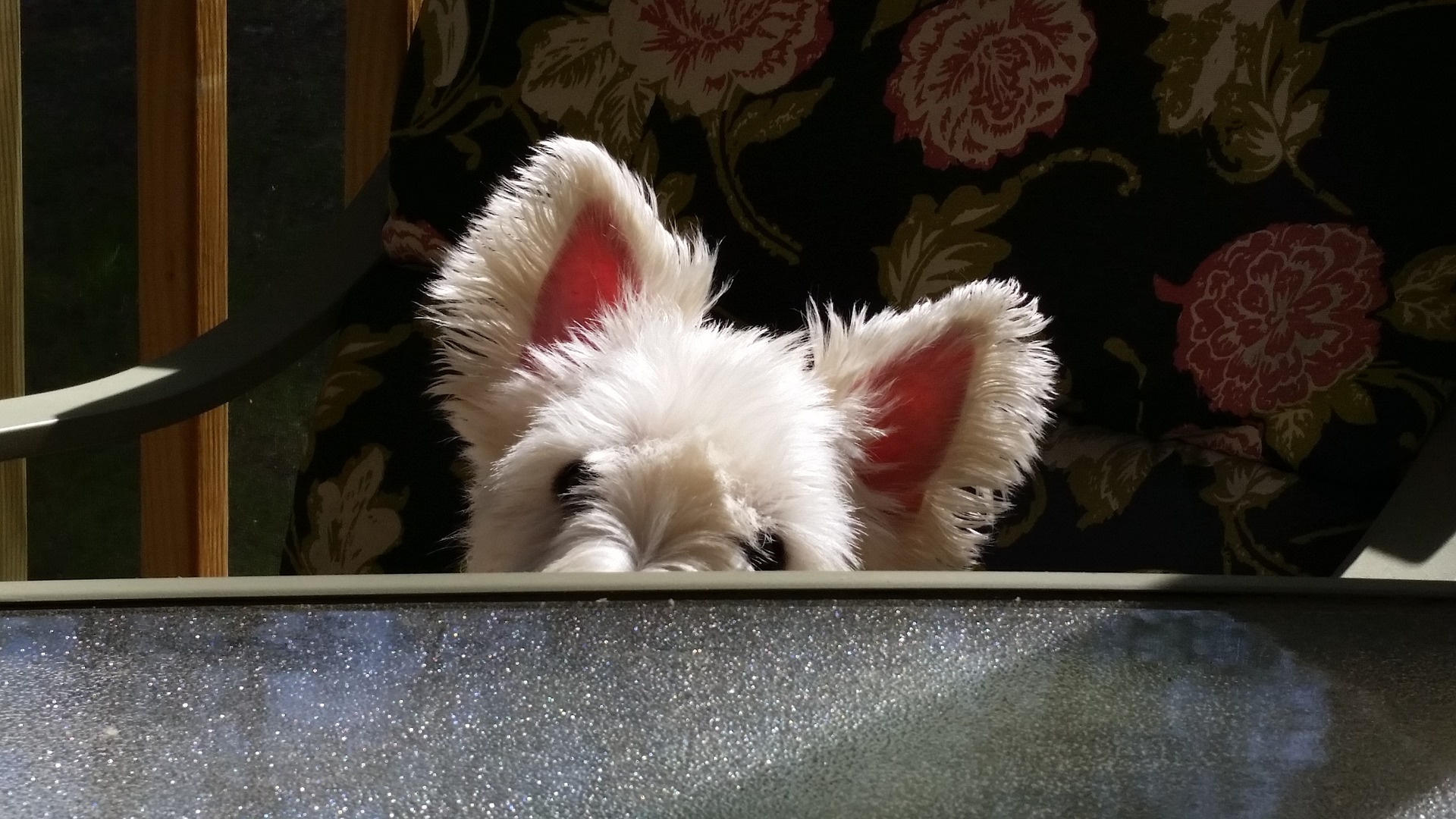 West Highland White Terrier - HD Wallpaper 