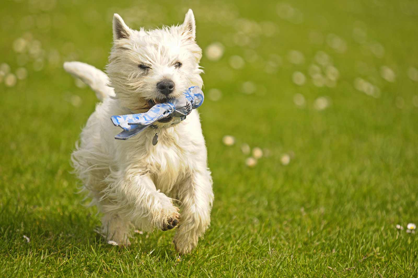 West Highland Terrier Running - HD Wallpaper 