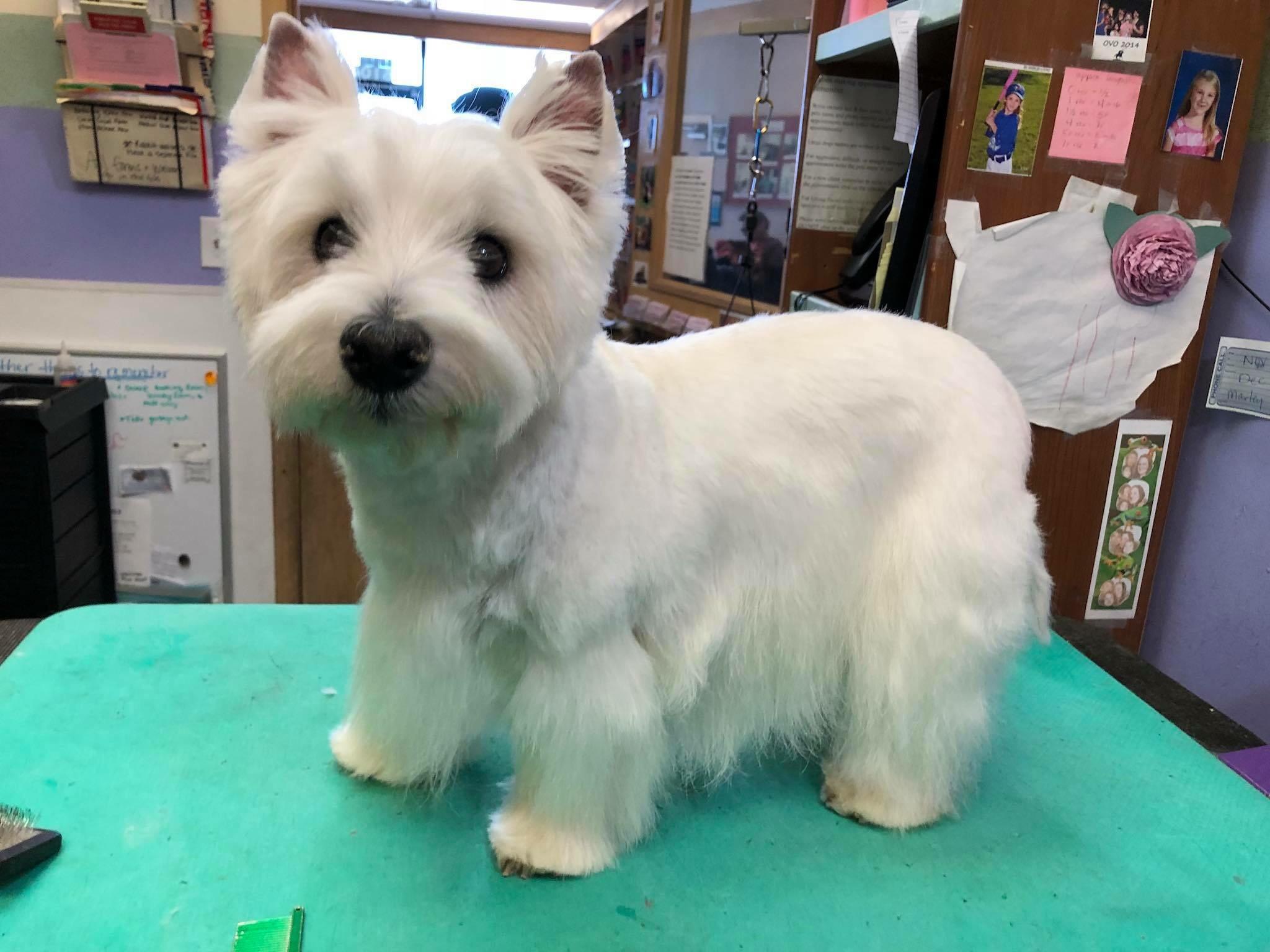 Westie Before And After Grooming - HD Wallpaper 
