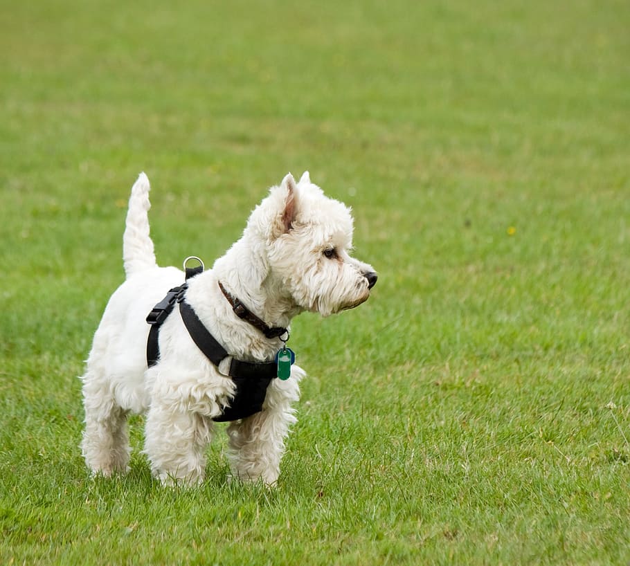 Dog, Westie, West Highland Terrier, West Highland White - Cane Da Tana - HD Wallpaper 