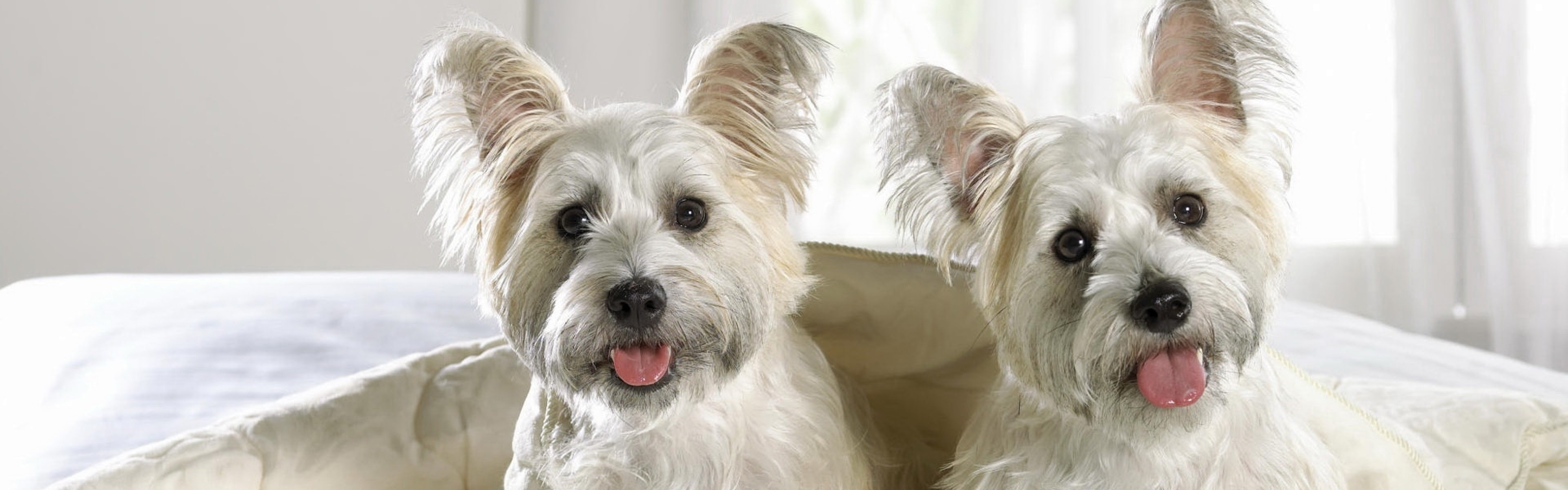 Wallpaper West Highland Terrier, Puppies, Couple, Dog - 可爱 宽屏 电脑 桌面 壁纸 - HD Wallpaper 