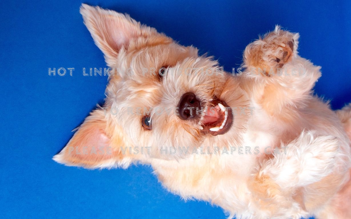 Playful Puppy Iii - Wallpaper - HD Wallpaper 