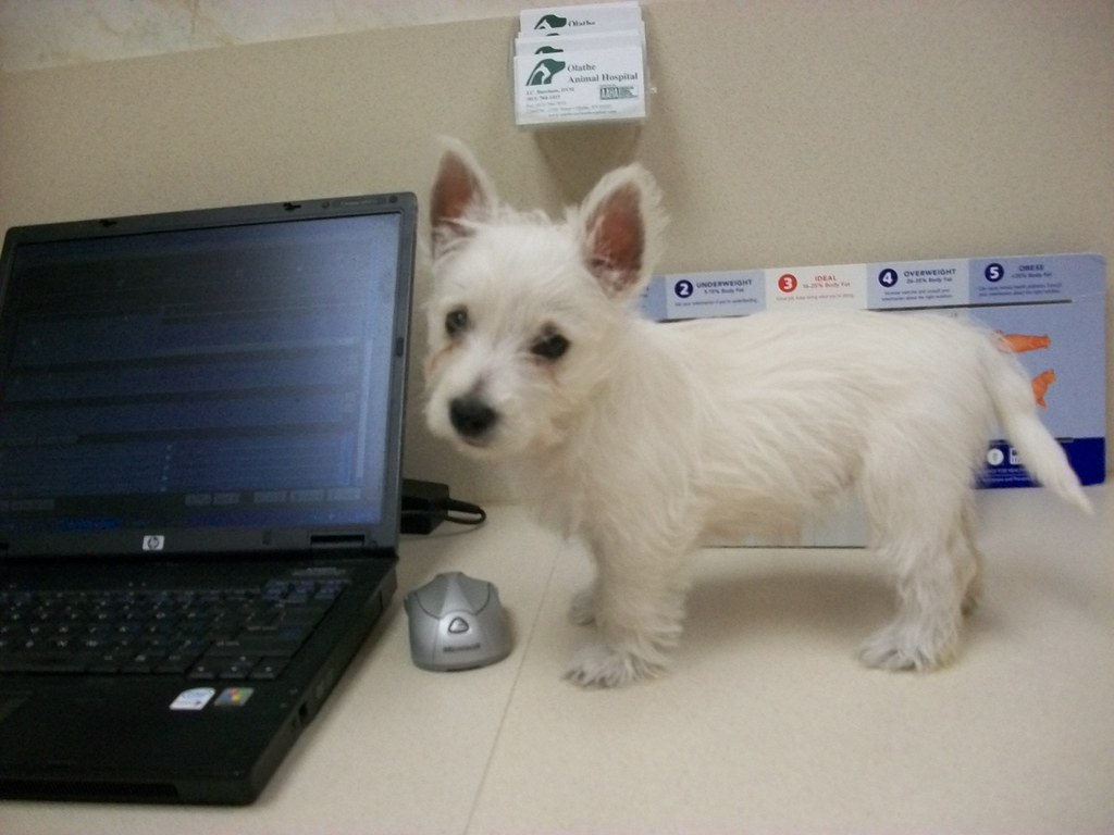 Baby West Highland Terrier - HD Wallpaper 