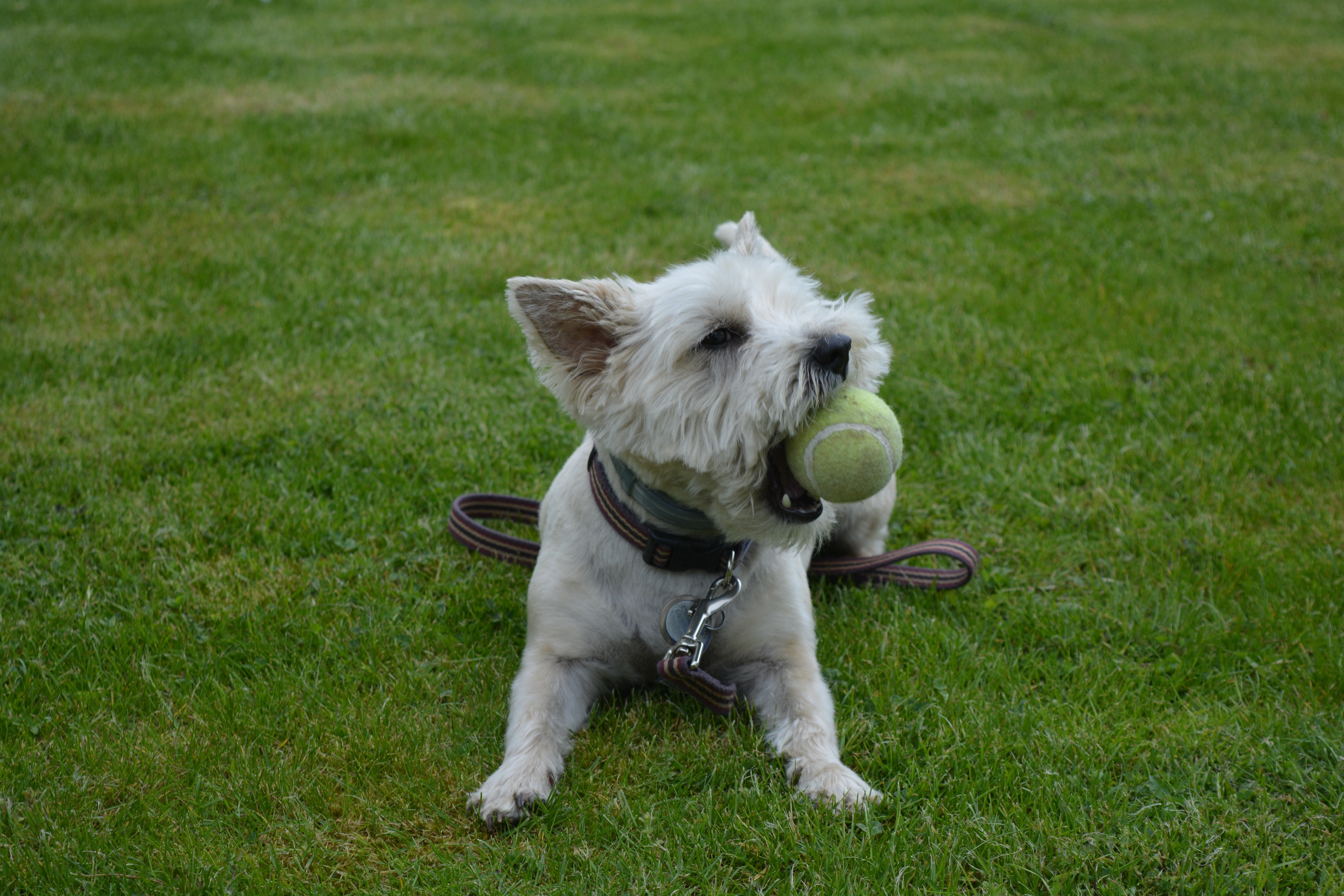 Dog Playing In The Grass - HD Wallpaper 