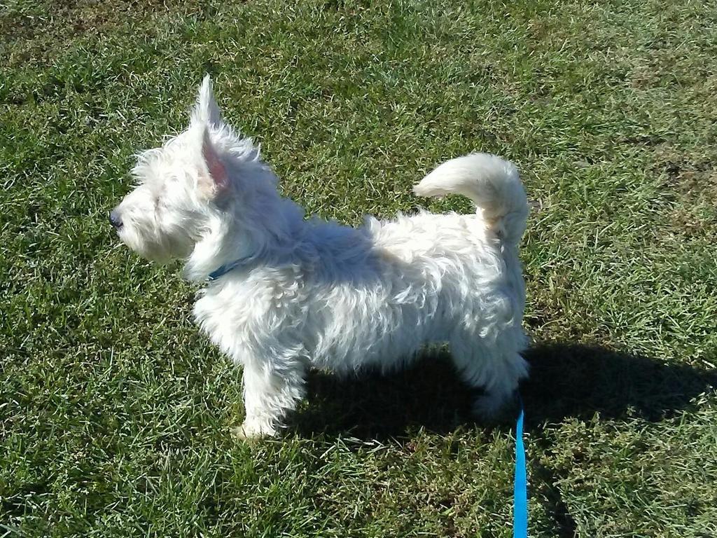 West Highland White Terrier - HD Wallpaper 