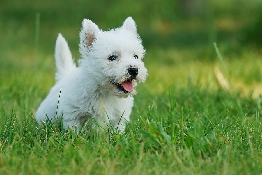 West Highland White Terrier Puppy - HD Wallpaper 