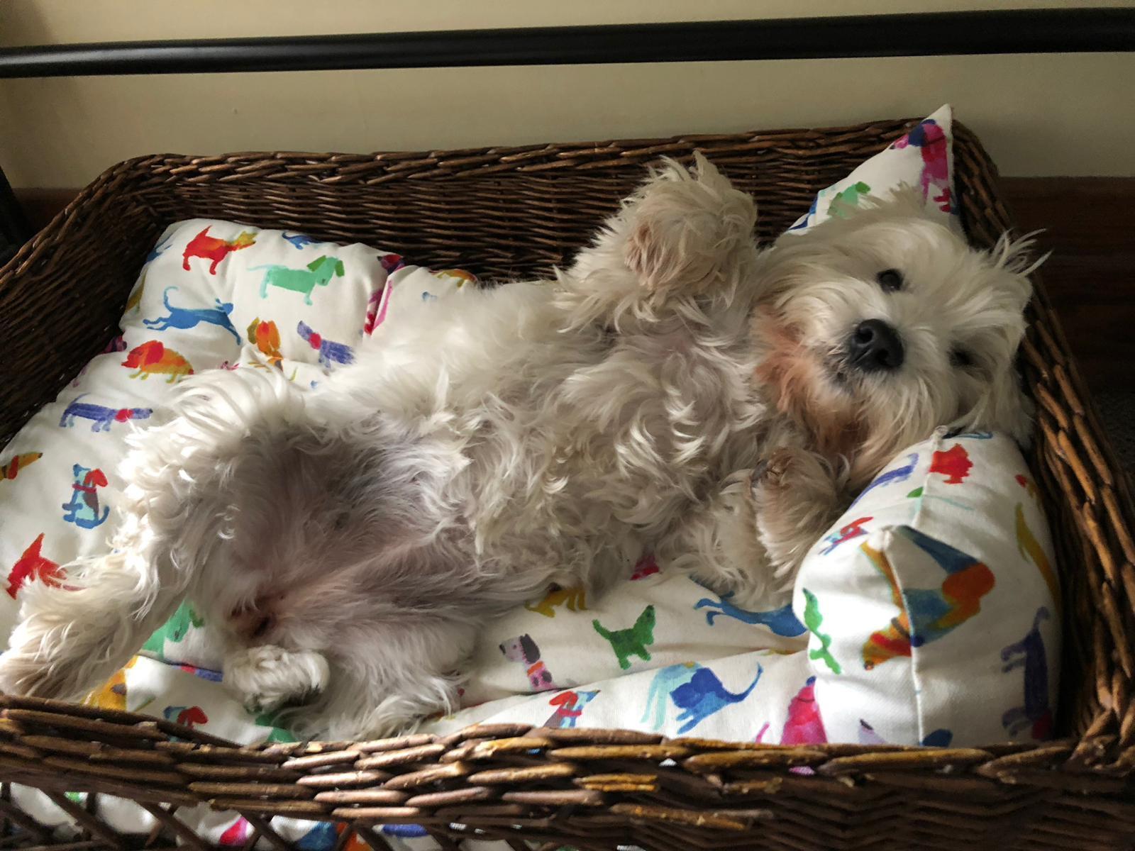 West Highland White Terrier - HD Wallpaper 