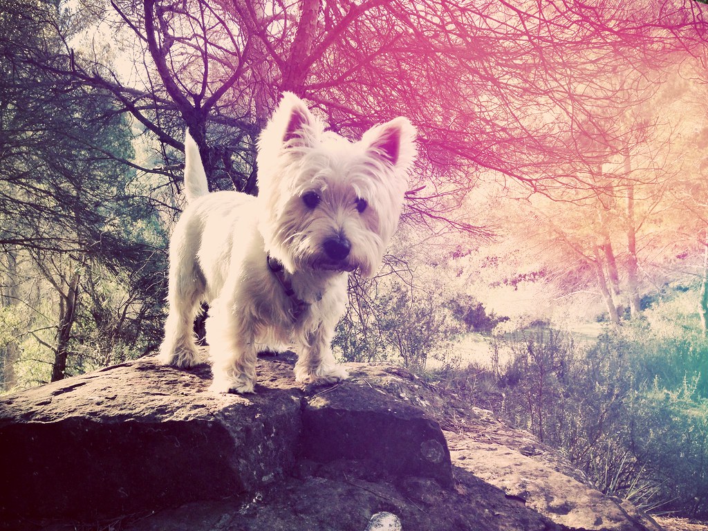 West Highland White Terrier - HD Wallpaper 