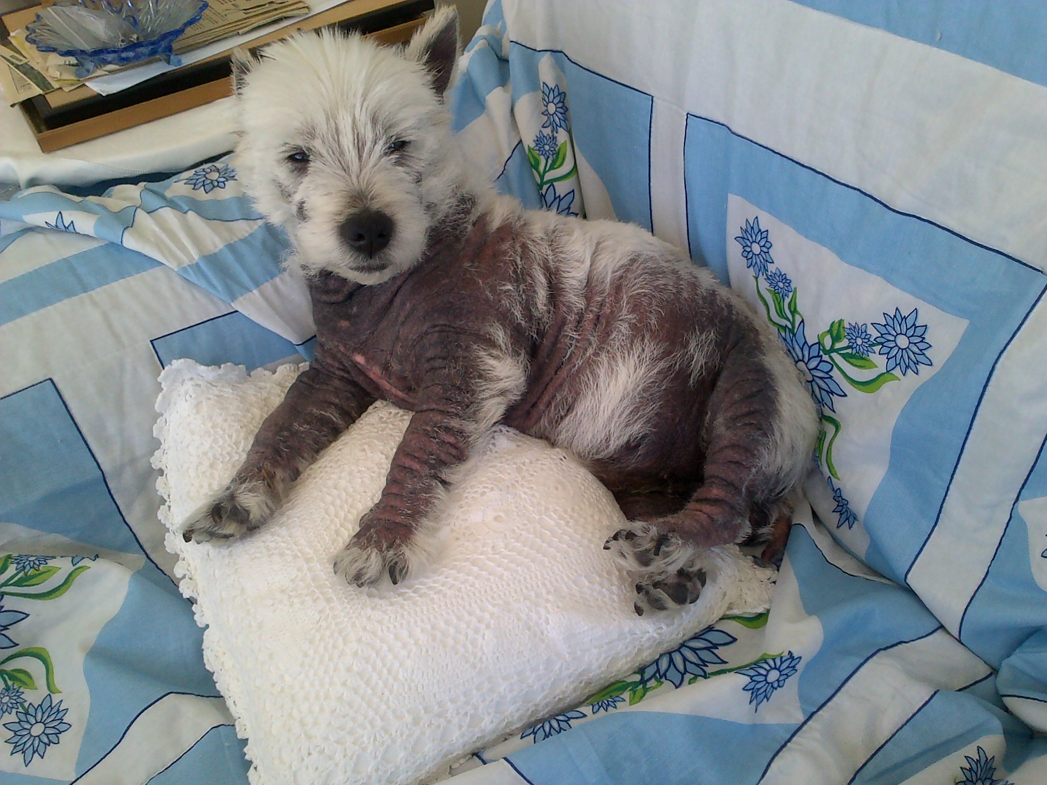 Black Yeast On Dogs - HD Wallpaper 