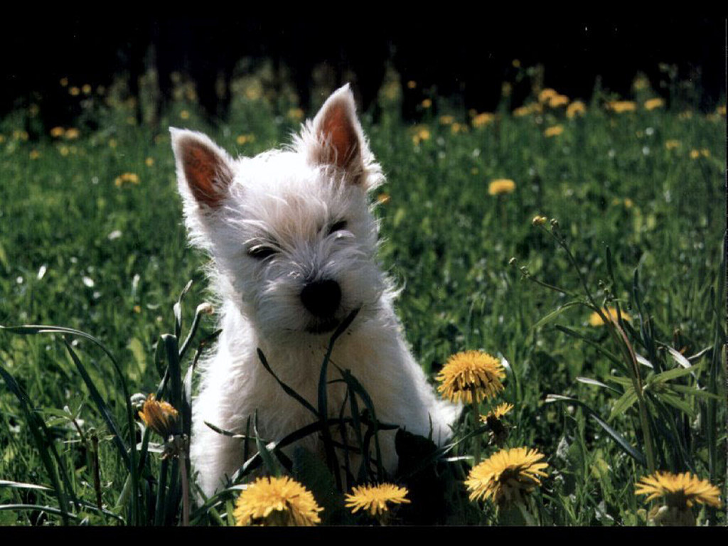 West Highland Terrier - West Highland White Terrier - HD Wallpaper 