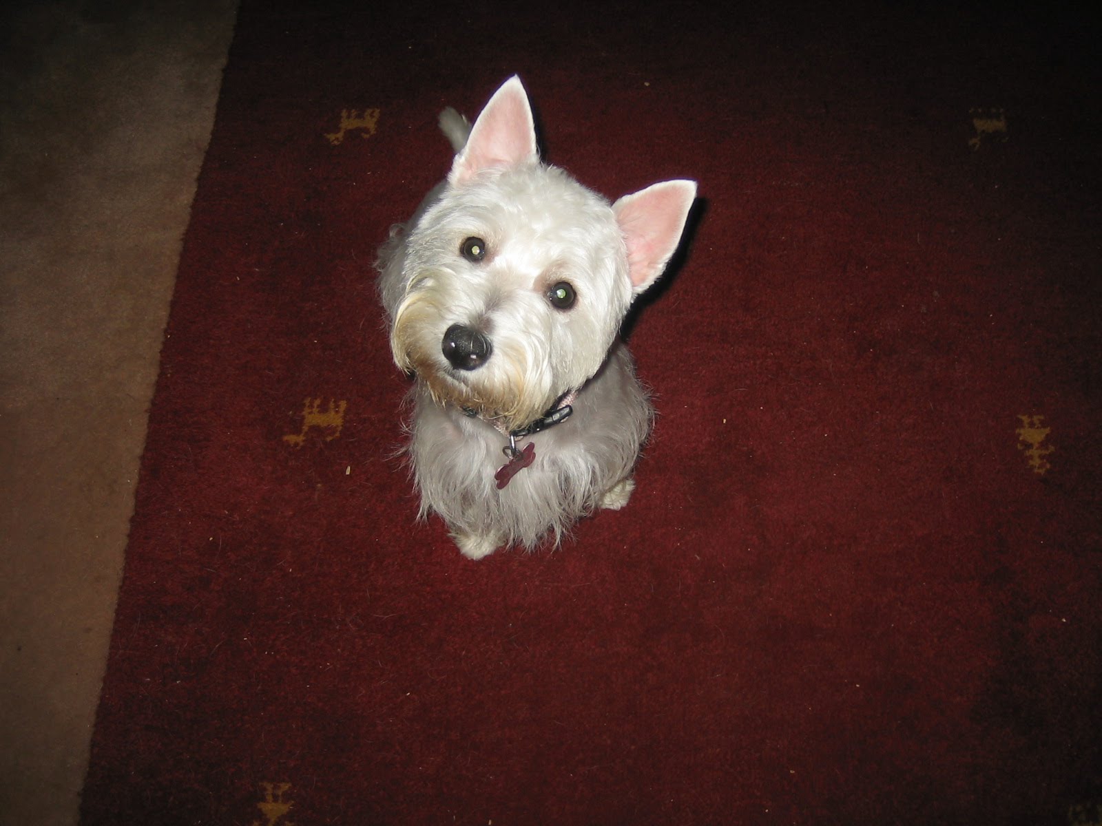 West Highland White Terrier - HD Wallpaper 