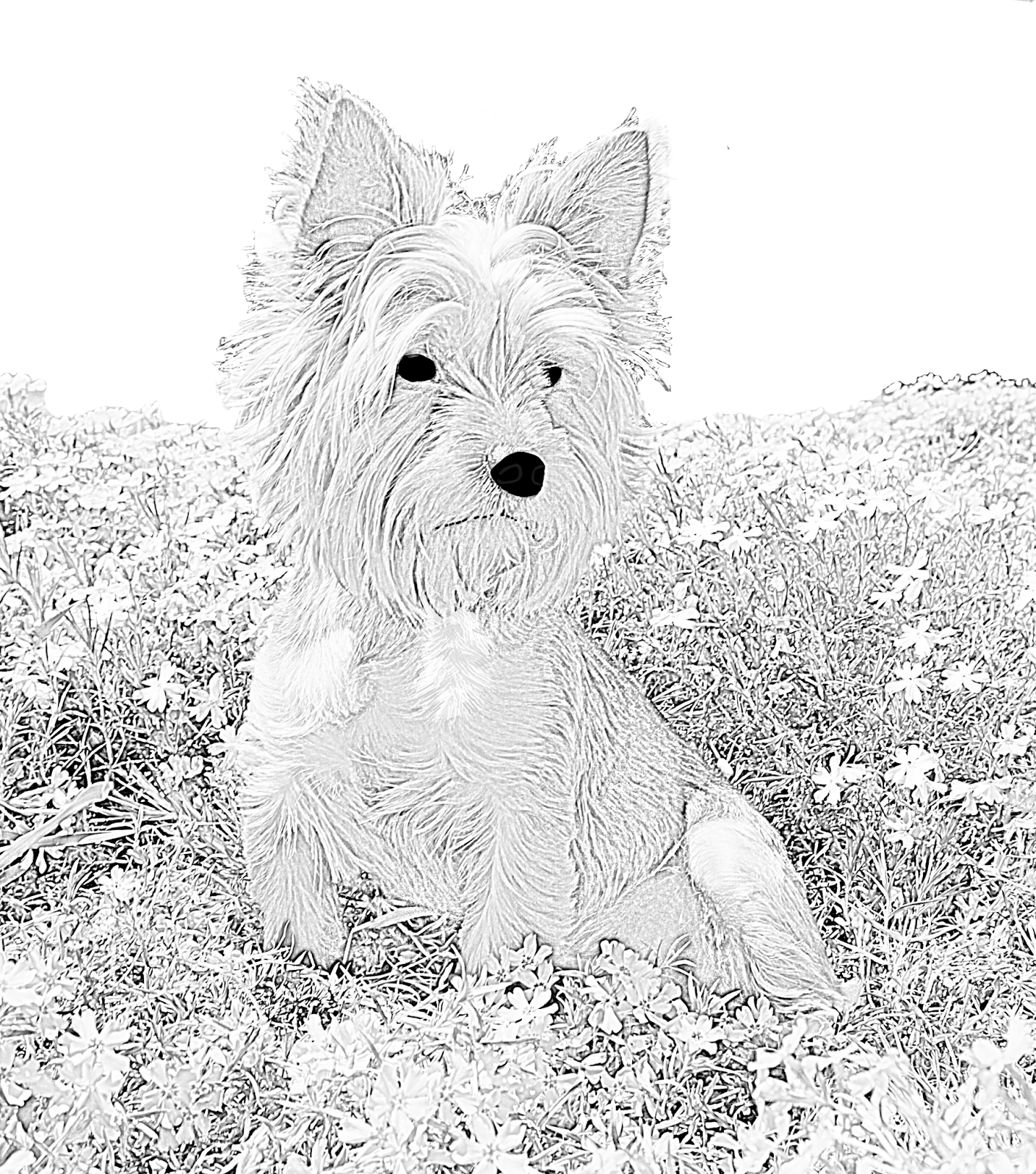 Westie Adult Coloring - HD Wallpaper 