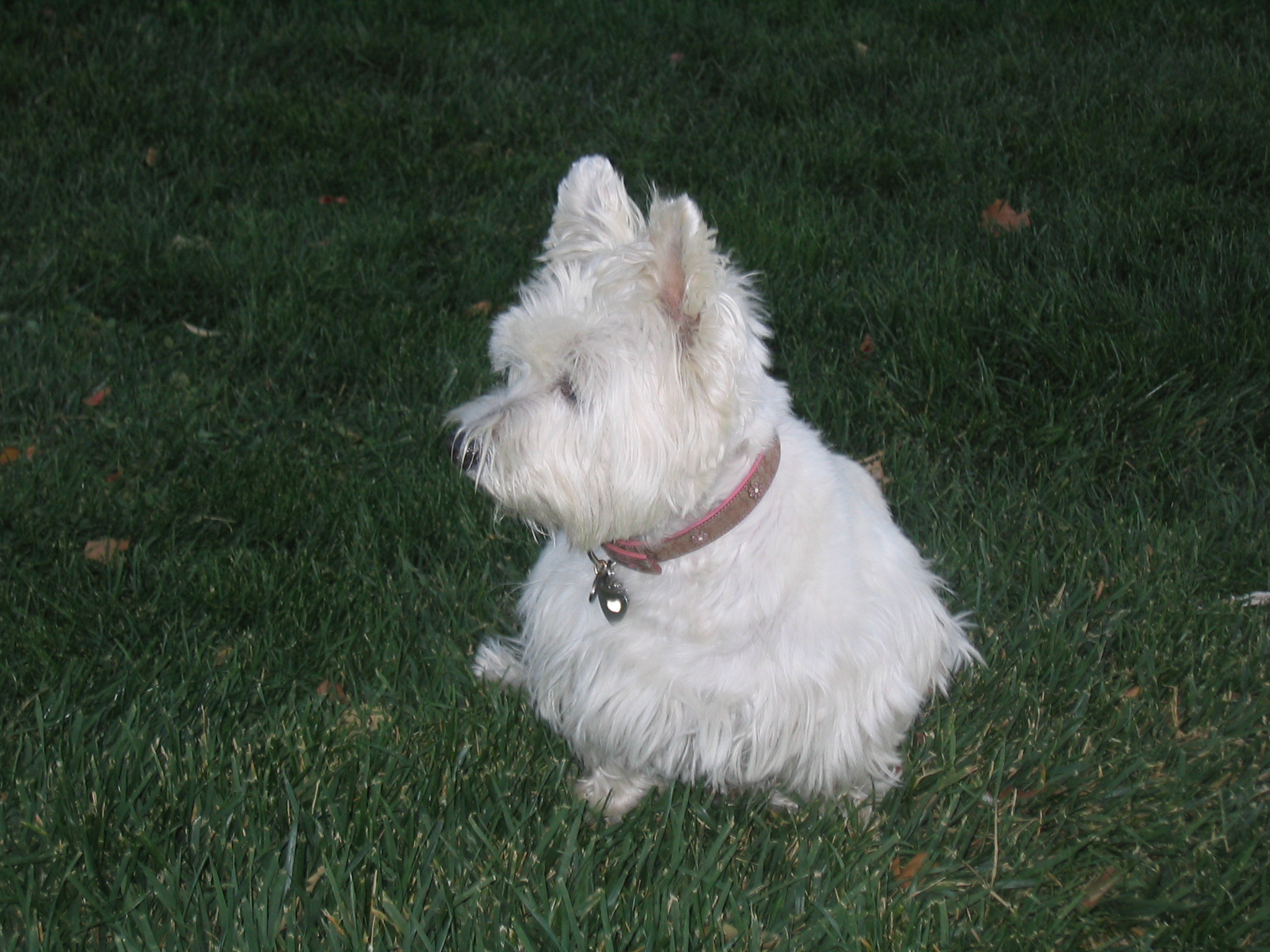 West Highland White Terrier - HD Wallpaper 