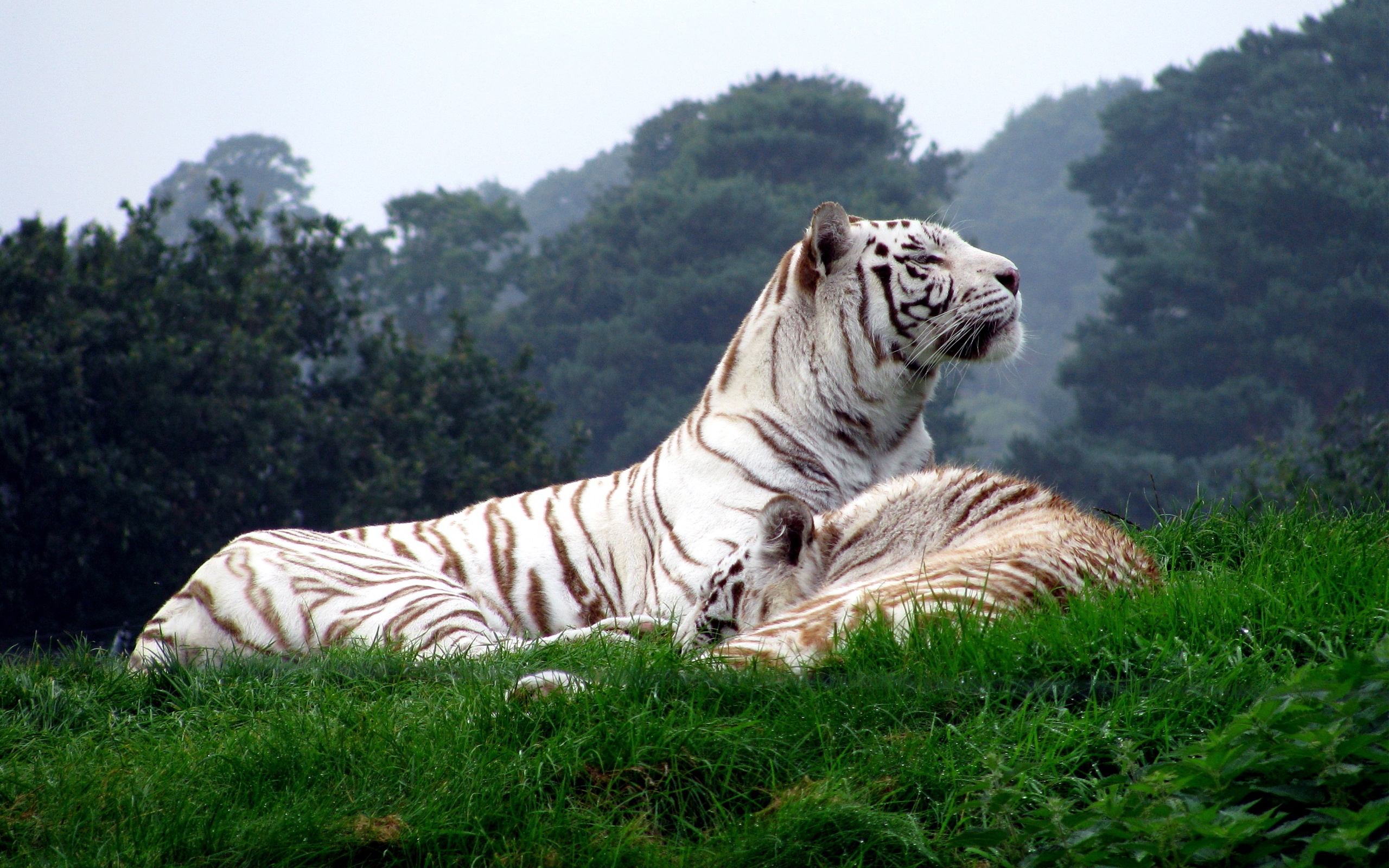 White Tigers - HD Wallpaper 
