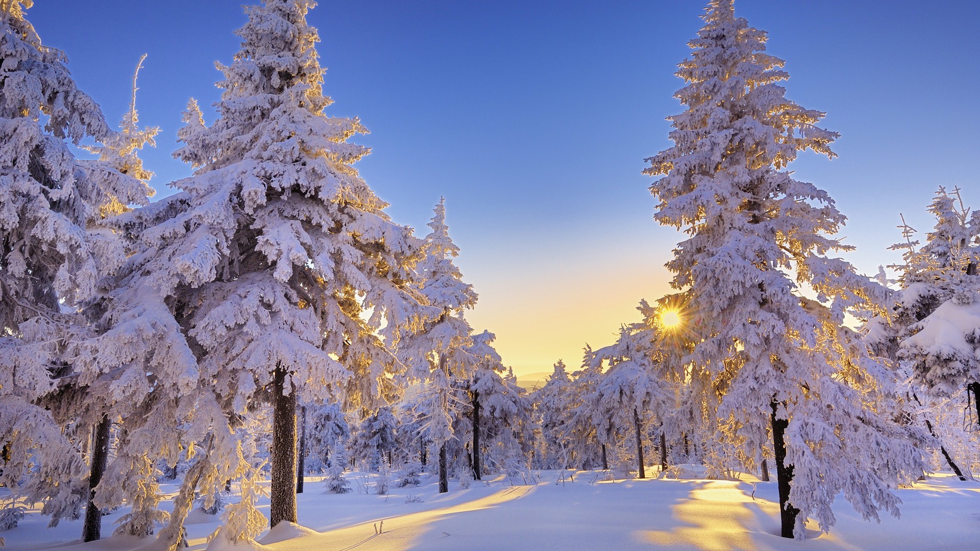 Winter Snow Wallpaper Winter, Snow, Trees, Germany - Winter Wonderland Desktop Background - HD Wallpaper 