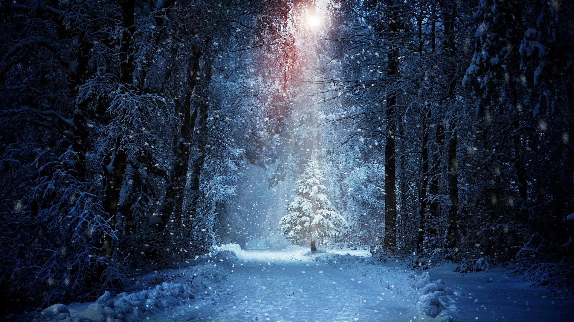 Snow, Forest, Trees, Winter - Snow Wallpaper 8k - HD Wallpaper 
