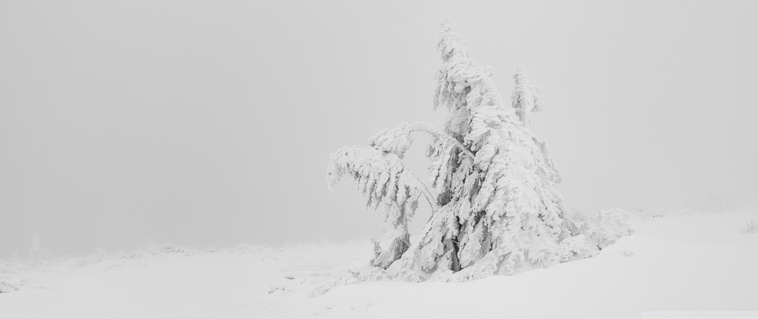 Snow - HD Wallpaper 