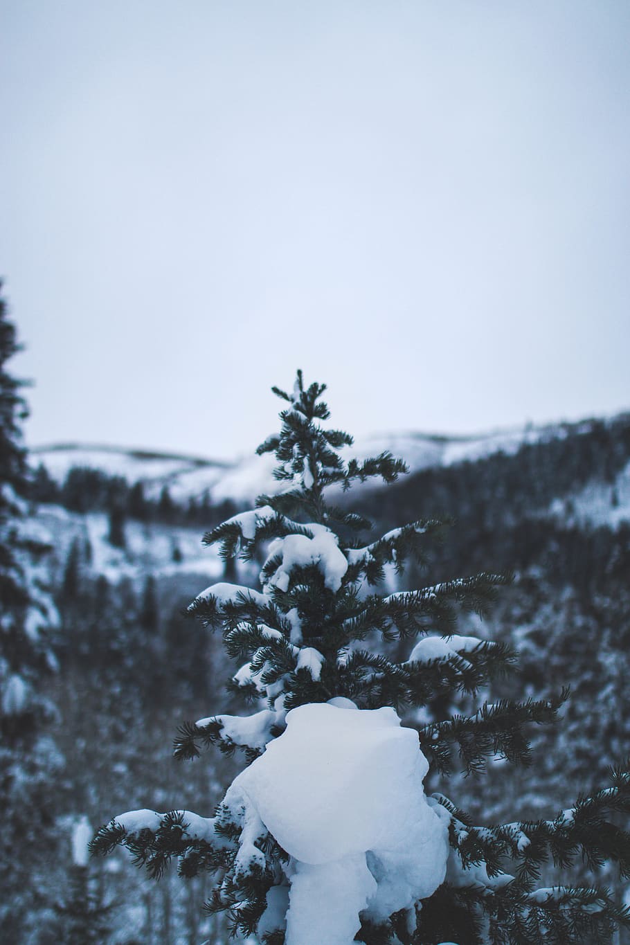 Tree With Snow Photography, Vsco, Instagood, Liveauthentic, - Cute Vsco Wallpaper Winter - HD Wallpaper 
