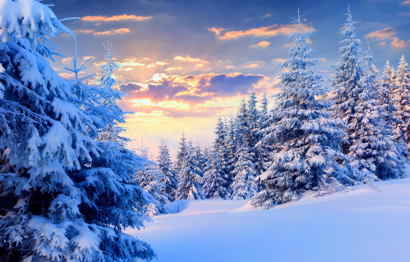 Photo Wallpaper Winter, The Sky, Snow, Landscape, Nature, - Winter Forest Background - HD Wallpaper 