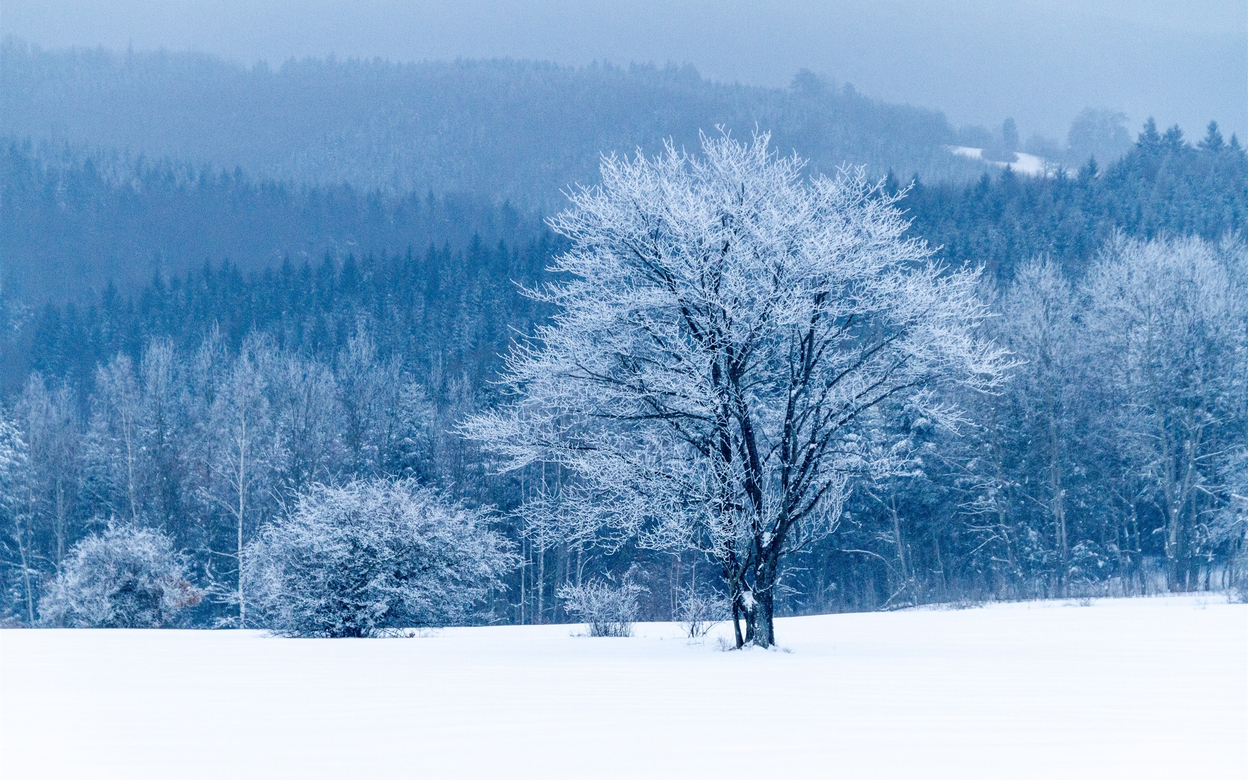 4k Background Winter Forest - HD Wallpaper 