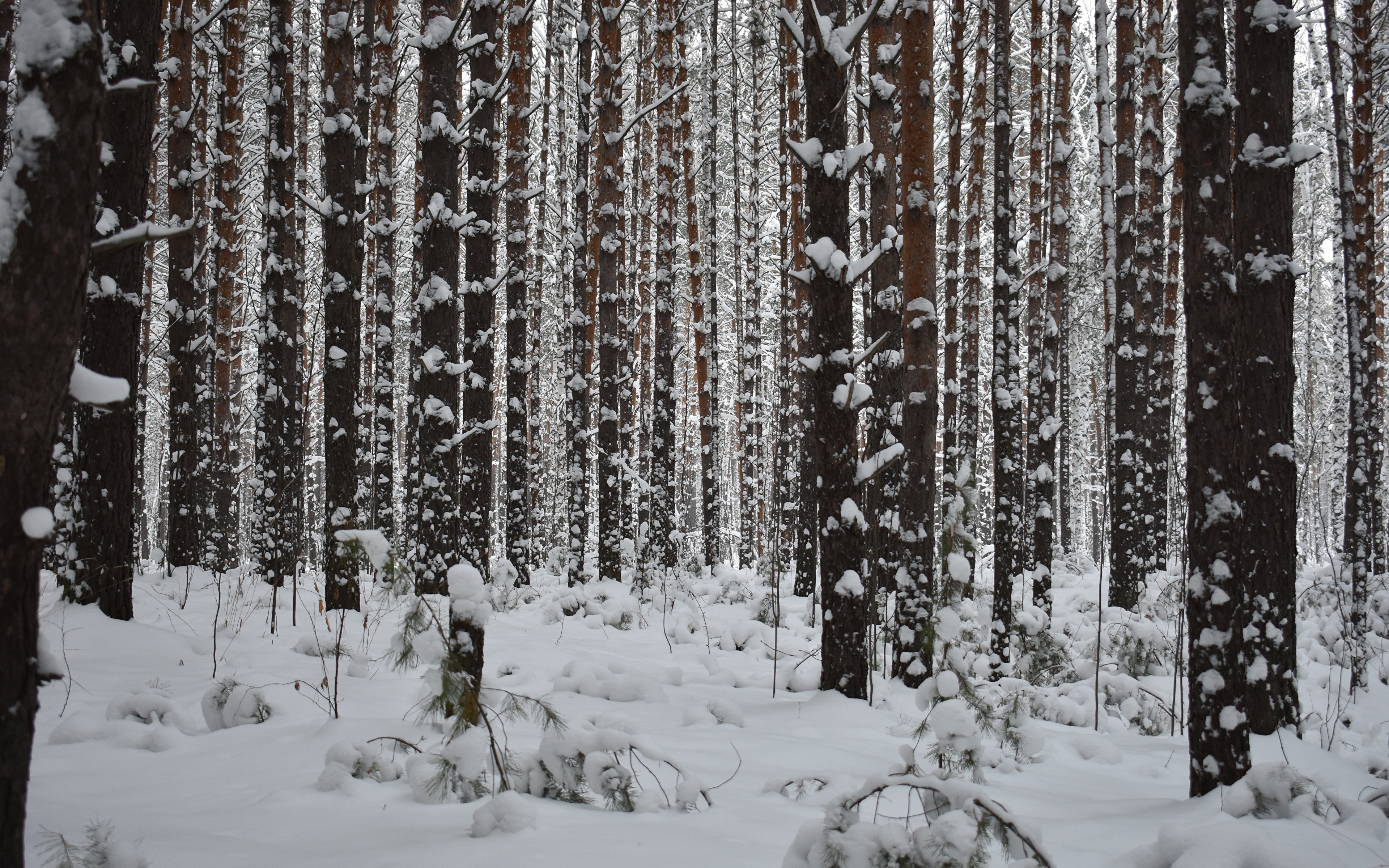 Зимний Лес - HD Wallpaper 