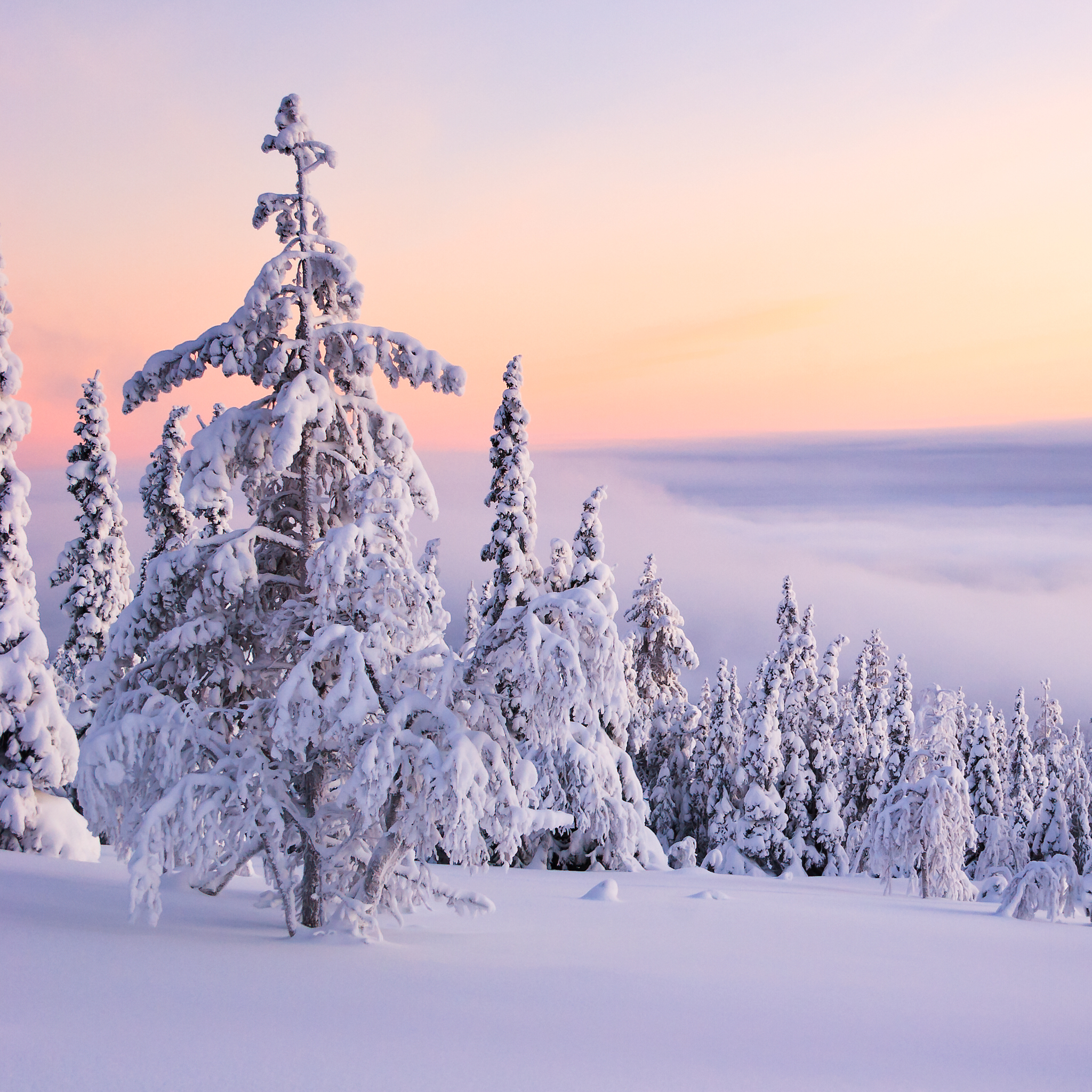 Snow Forest Wallpaper - HD Wallpaper 
