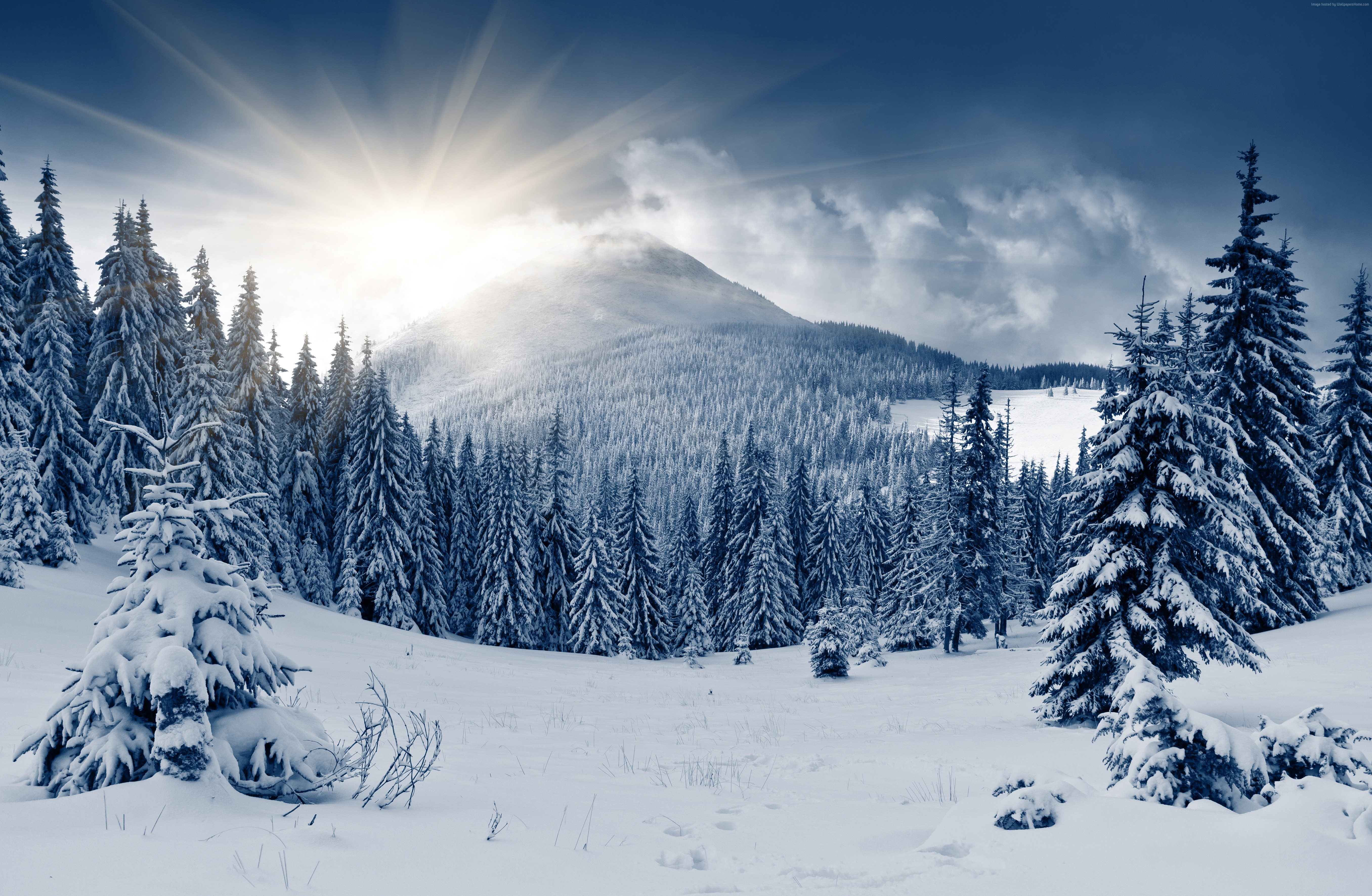 Snow Tree Wallpaper - HD Wallpaper 