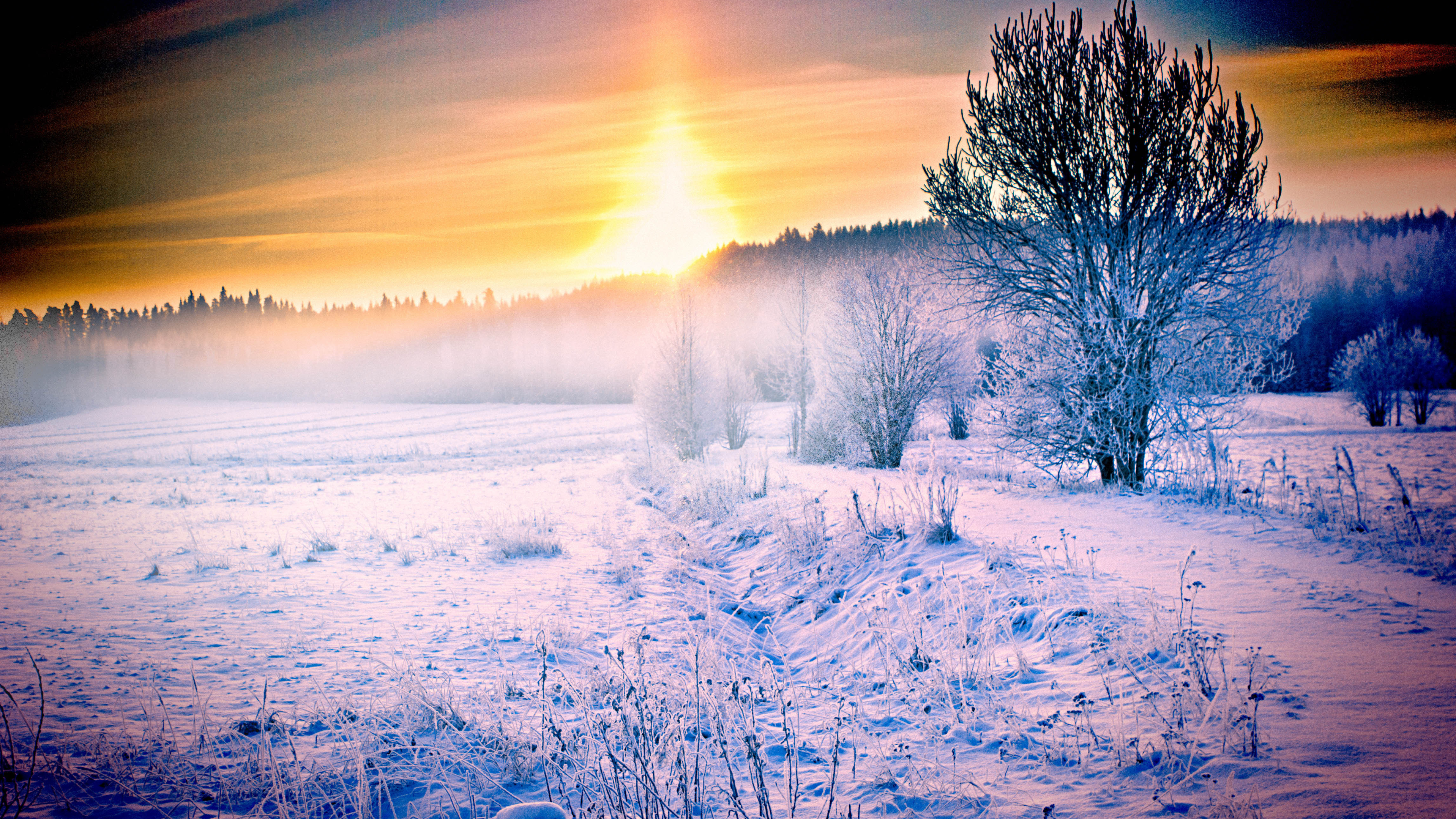 Snow Forest Wallpaper - HD Wallpaper 