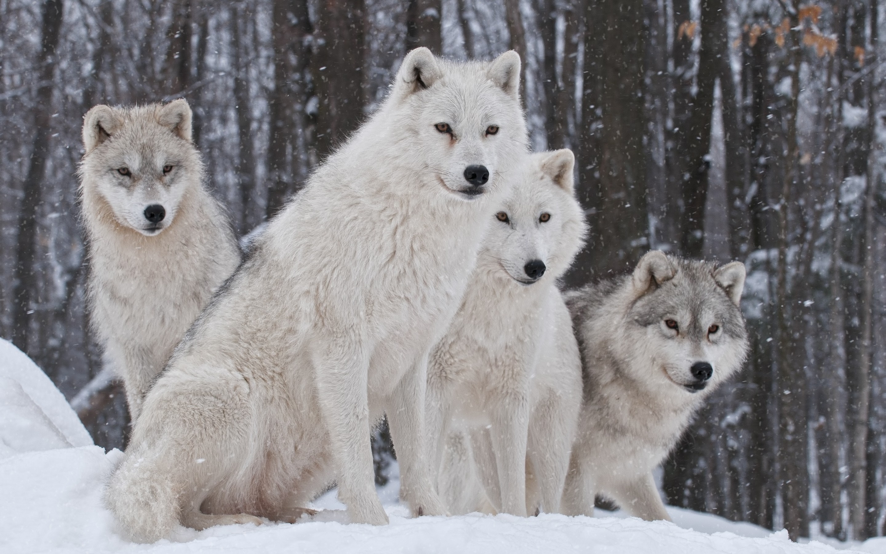White Wolves - HD Wallpaper 