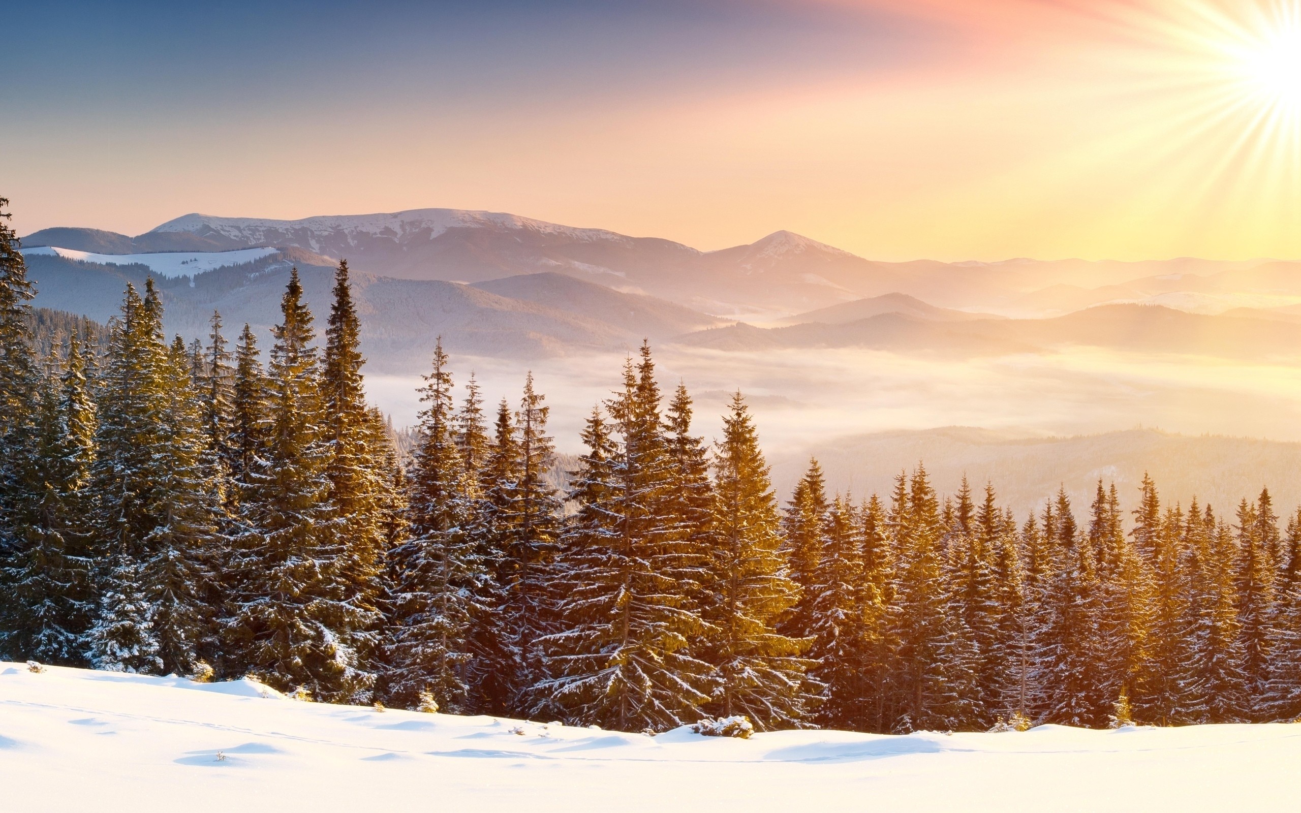 Snow Forest Wallpapers And Stock Photos 
 Data-src - Snow Forest - HD Wallpaper 