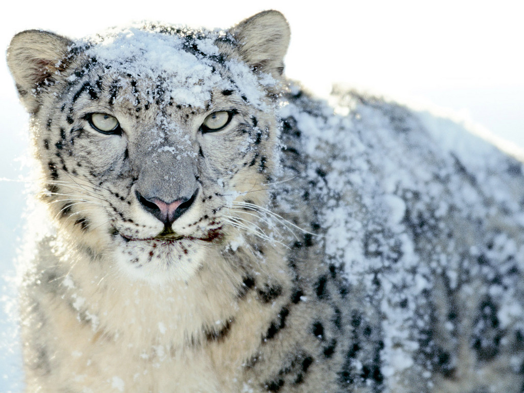 mac os download snow leopard