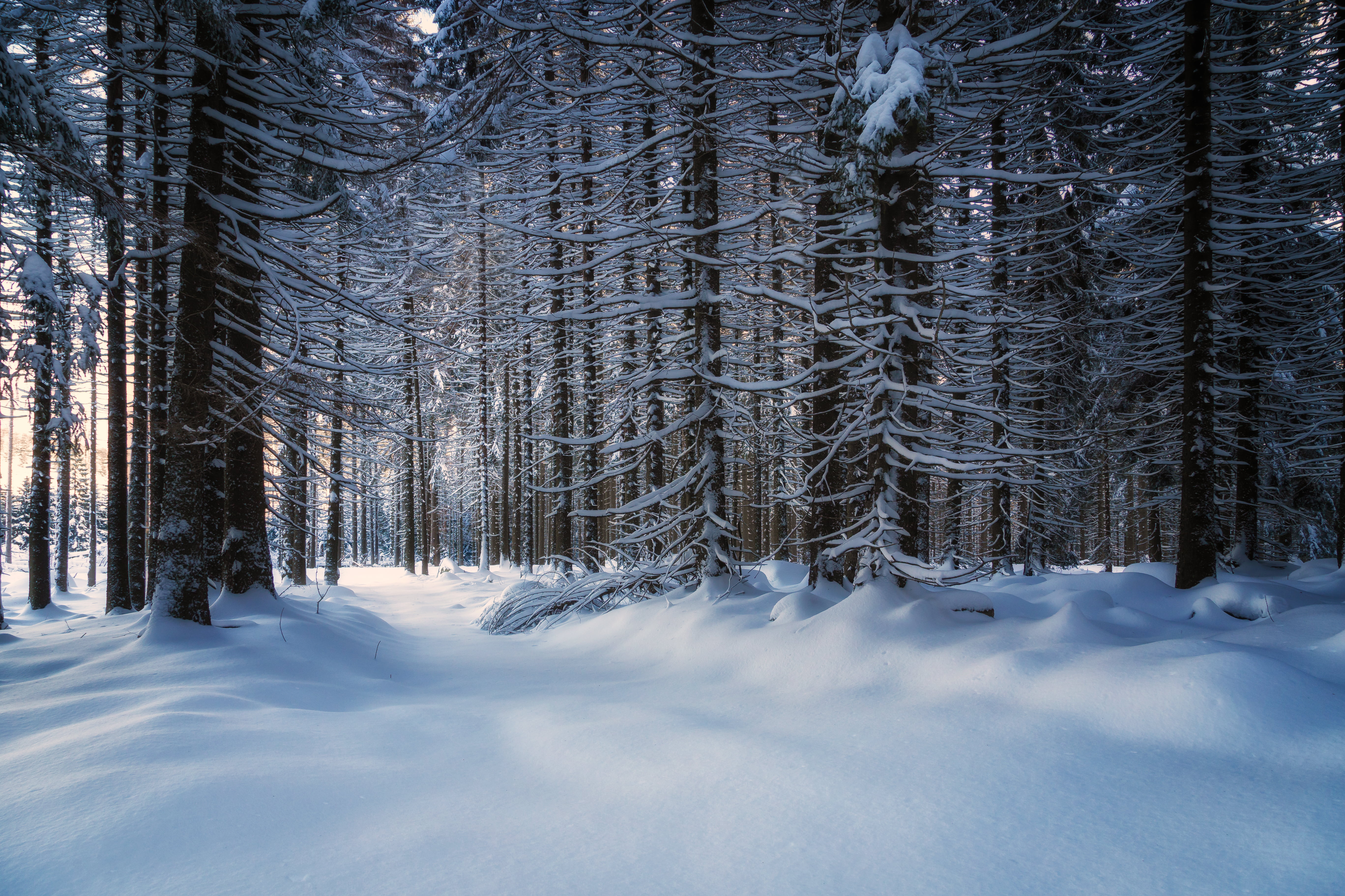 Snowy Forest Wallpaper Hd - HD Wallpaper 