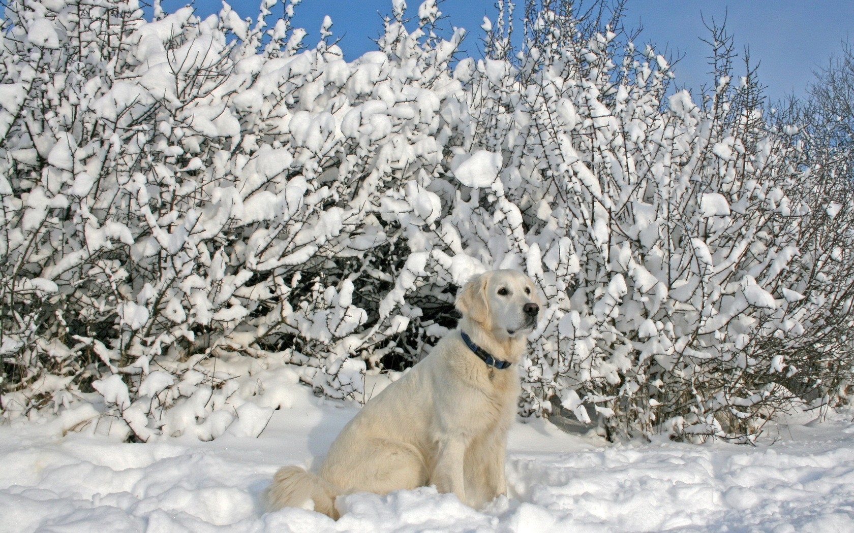 Labrador Retriever Playing Snow - HD Wallpaper 