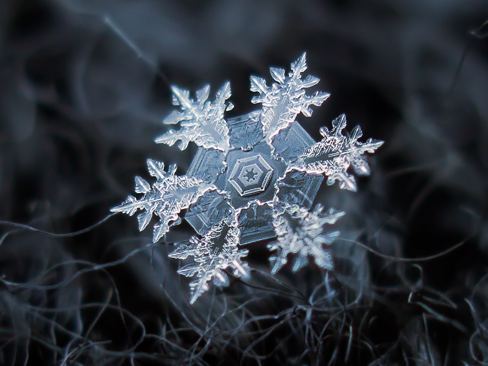 Macro Photos Of Snowflakes - HD Wallpaper 