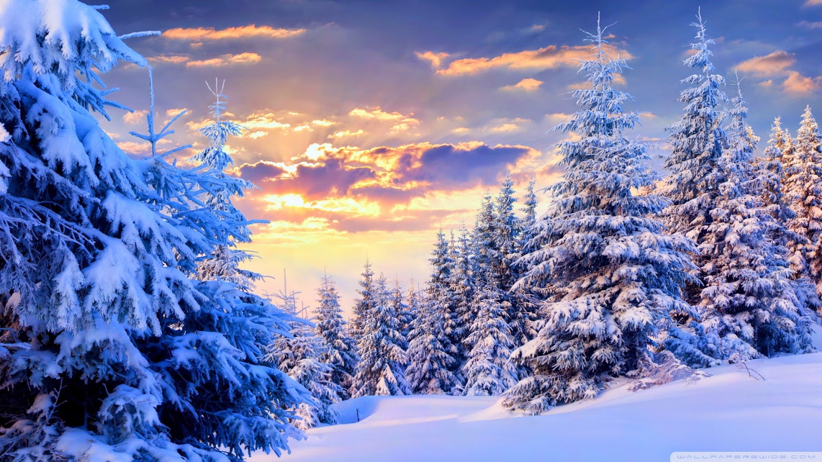 Forest With Snow Hd - HD Wallpaper 