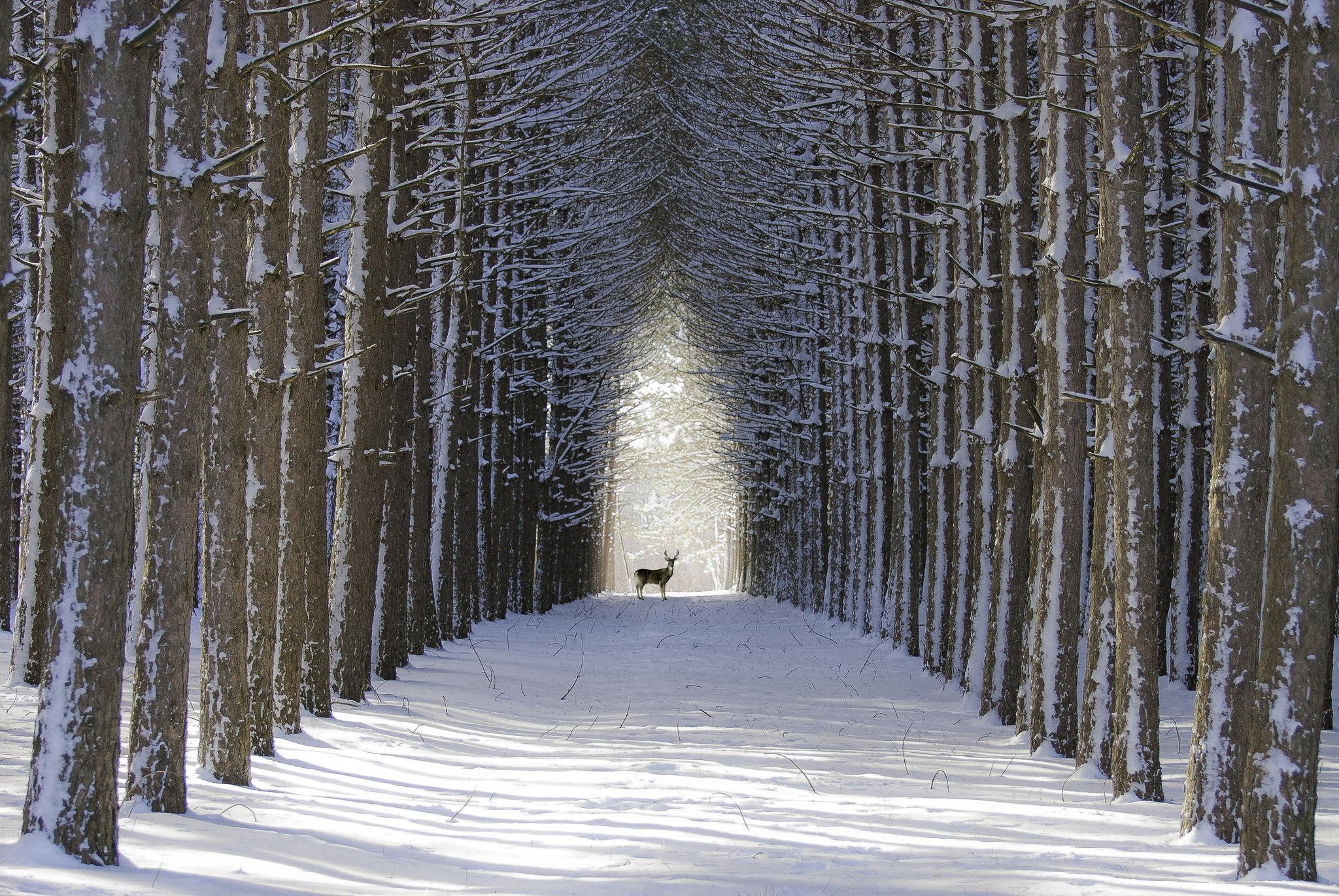 Snow Desktop Wallpaper - HD Wallpaper 