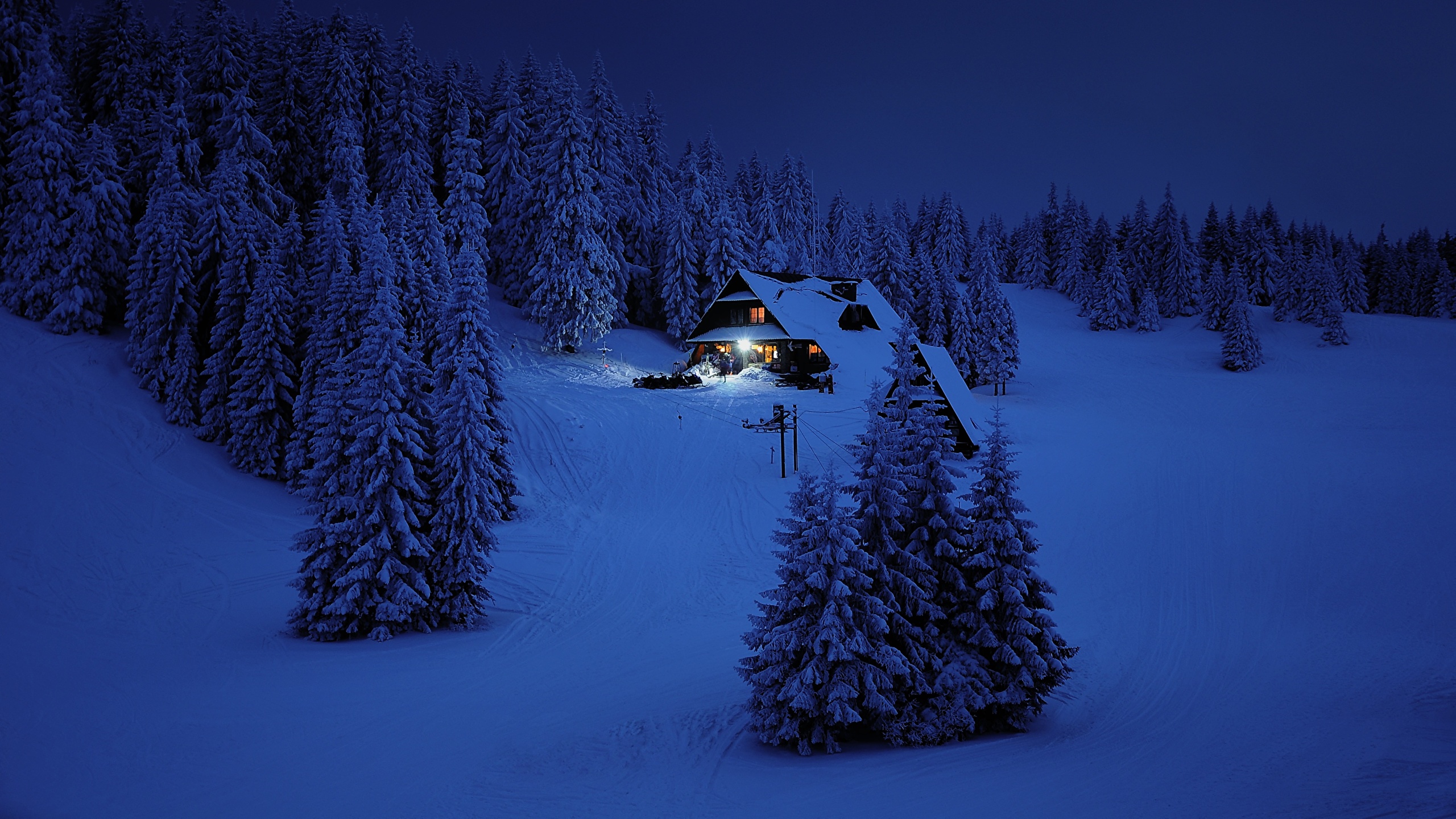 Snowy Night Pine Trees - HD Wallpaper 