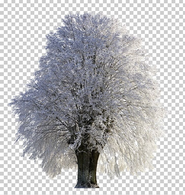 Tree Snow Desktop Frost Png, Clipart, 4k Resolution, - India Map Logo Png - HD Wallpaper 