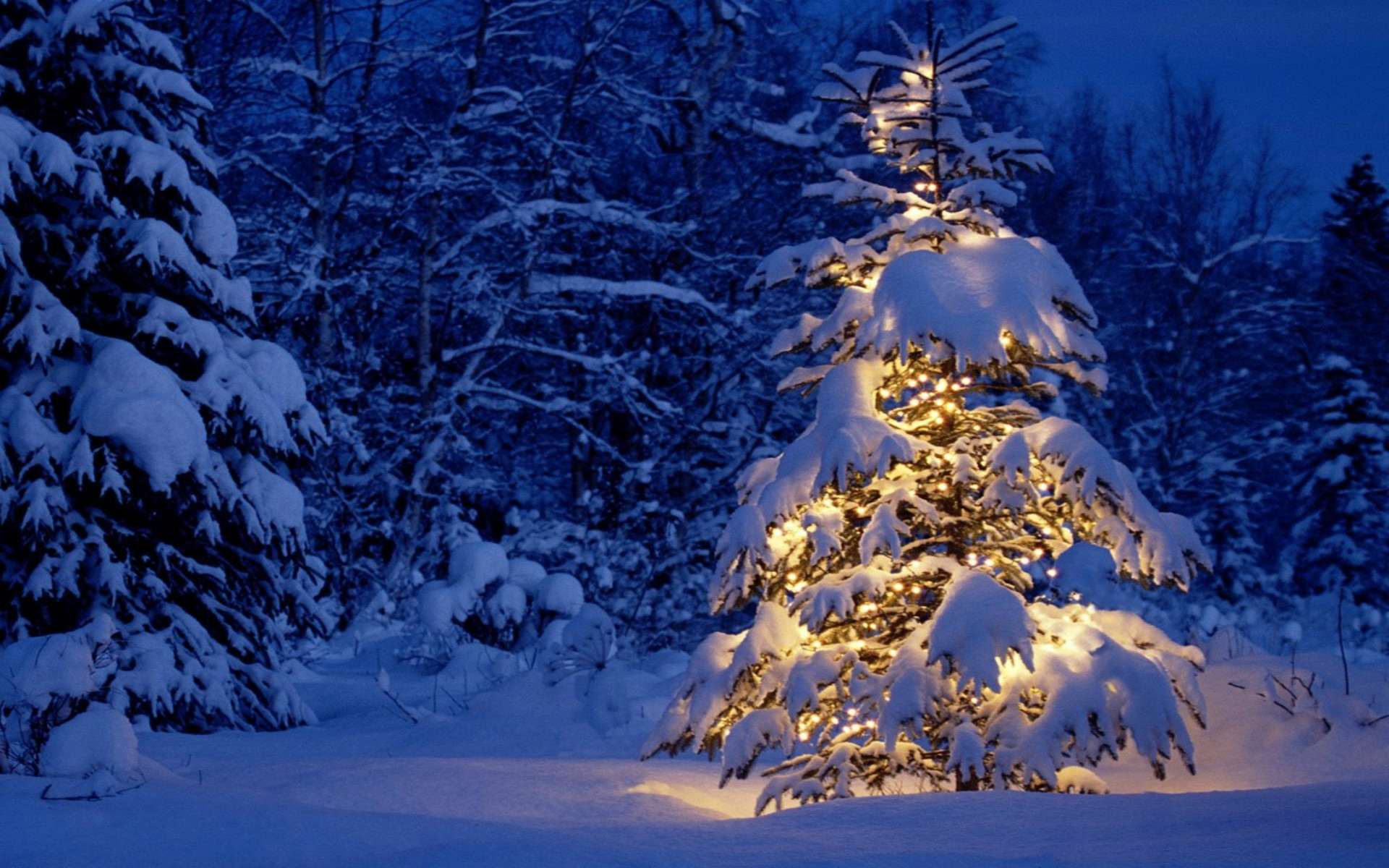 Beautiful Christmas Tree Snow - Winter En Kerst - HD Wallpaper 