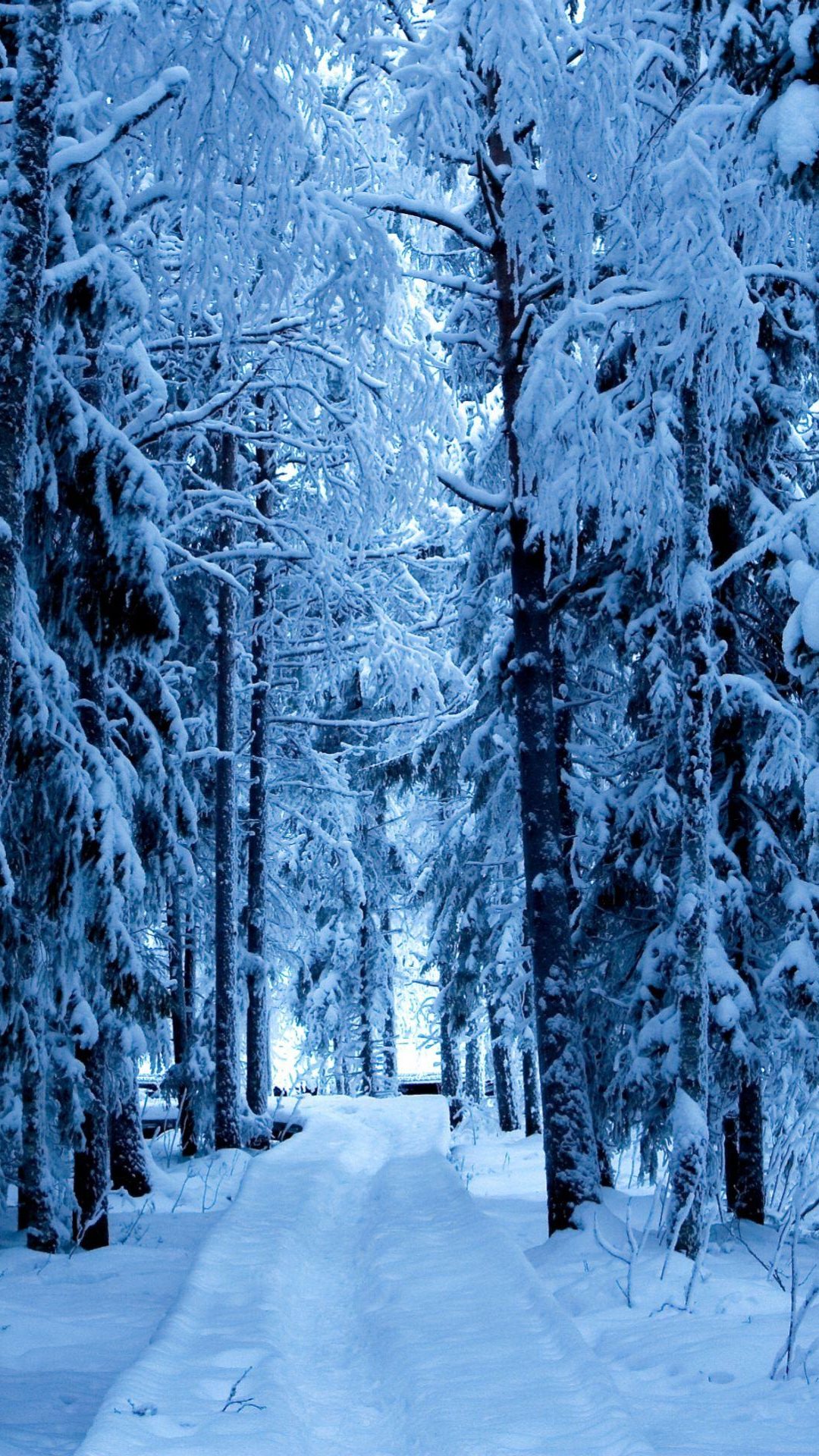 Snow Forest Wallpaper Phone - HD Wallpaper 