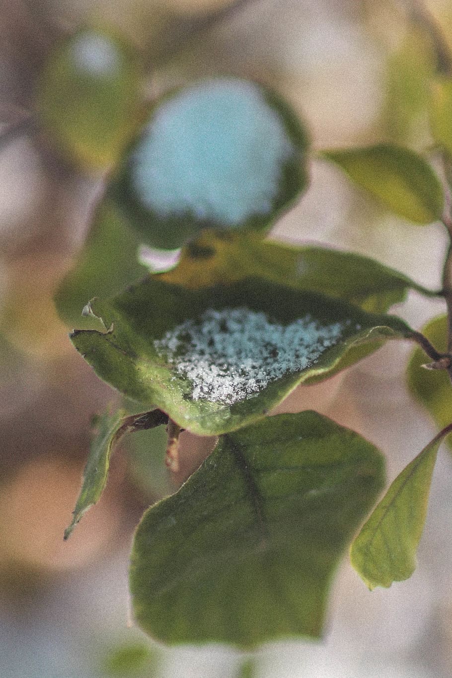 Leaf, Snow, Hd, Hd Wallpaper, Winter, Wonderland, Christmas, - Insect - HD Wallpaper 