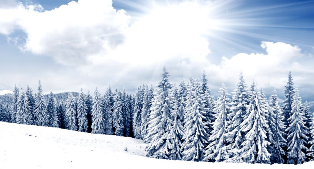 Xmas Tree Winter Christmas Snow Forest Trees Desktop - Bright Snow Scene - HD Wallpaper 