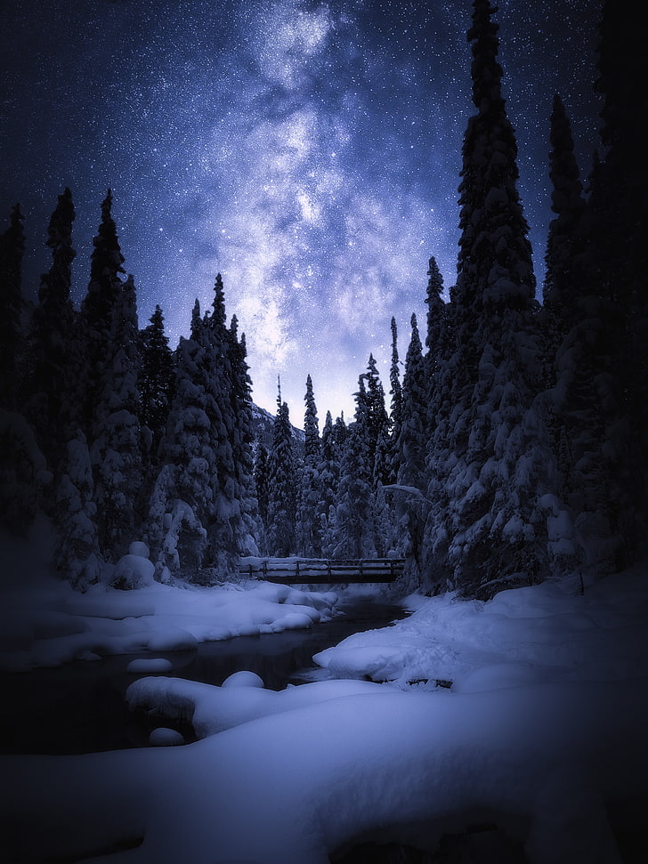 Night, Snow, Winter, Banff National Park, Starry Sky, - Night Sky Pine Trees - HD Wallpaper 