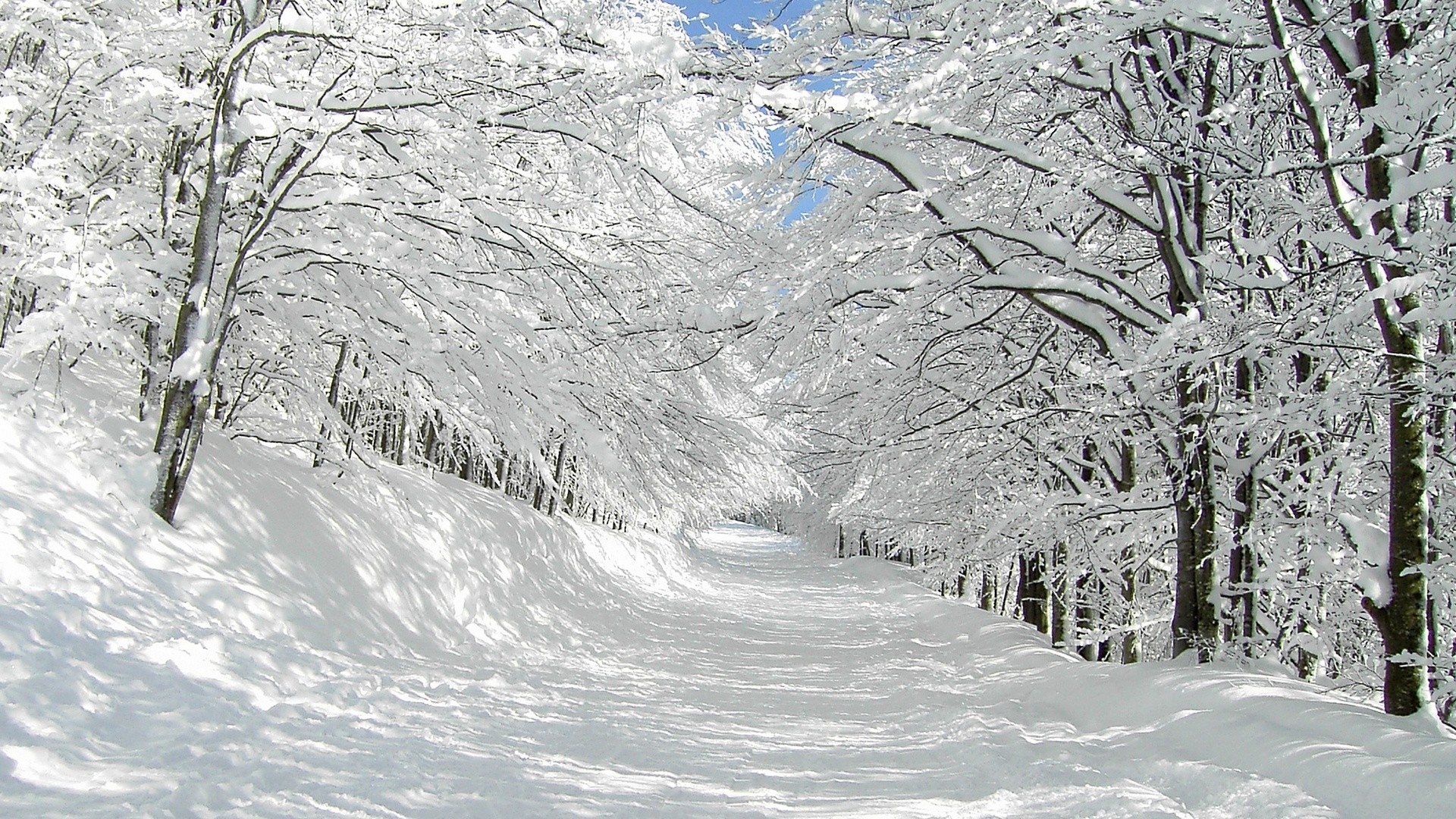 Snow Tree Forest - HD Wallpaper 