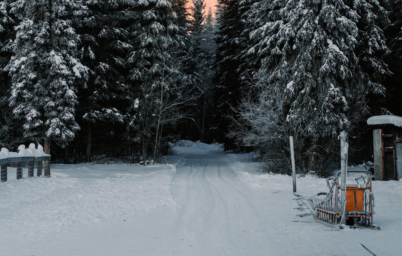 Photo Wallpaper Forest, Twilight, Road, Sky, Trees, - Photograph - HD Wallpaper 