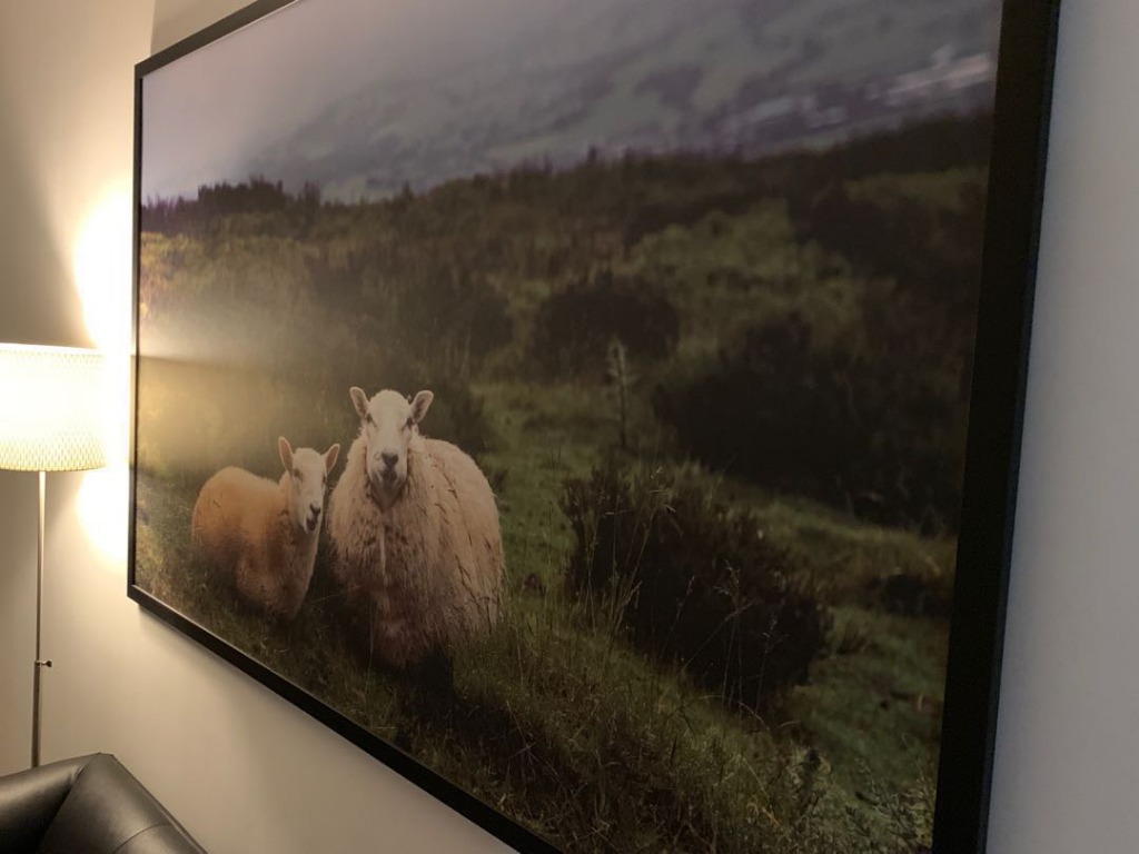 Sheep - HD Wallpaper 