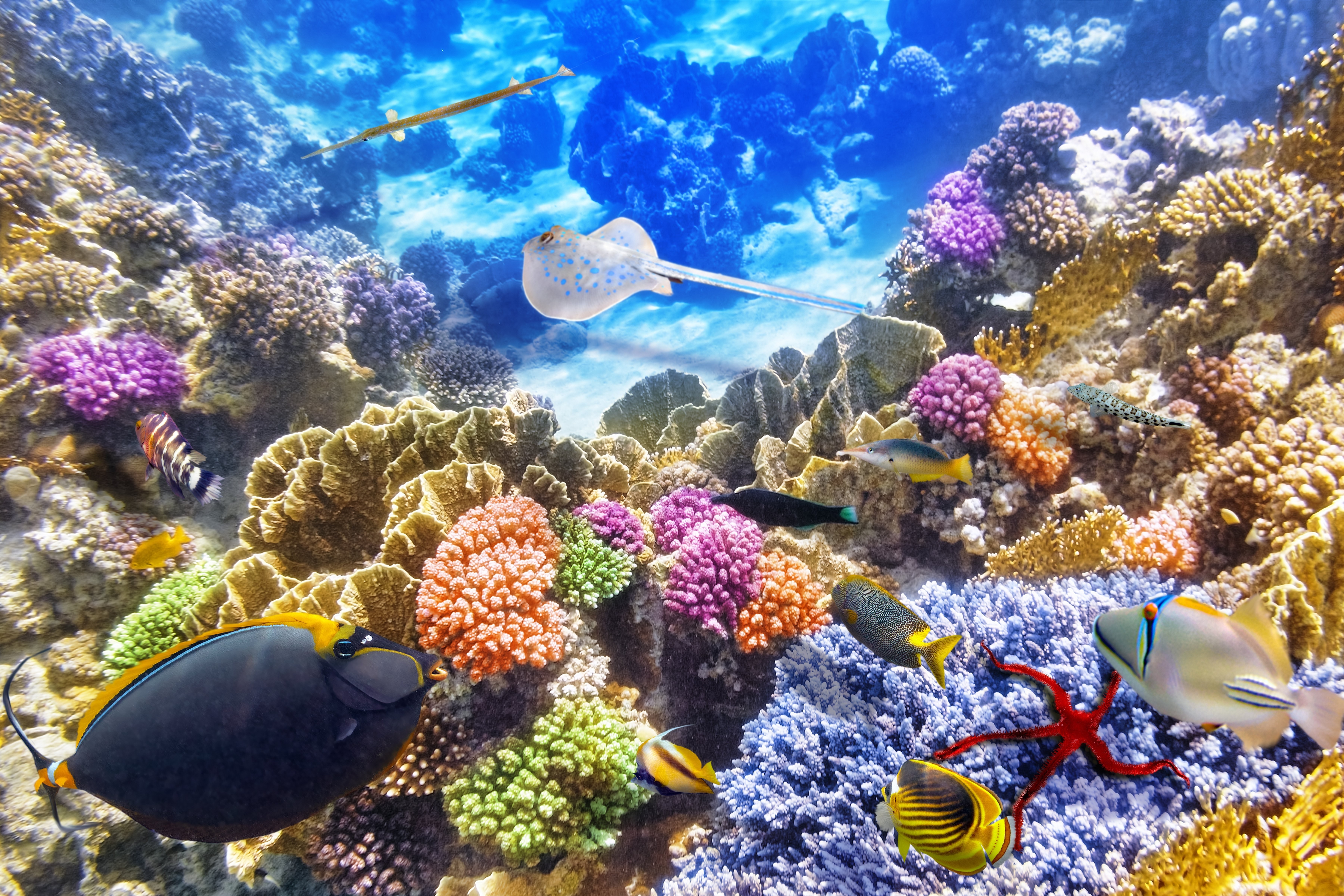 Coral Wallpaper Hd - HD Wallpaper 