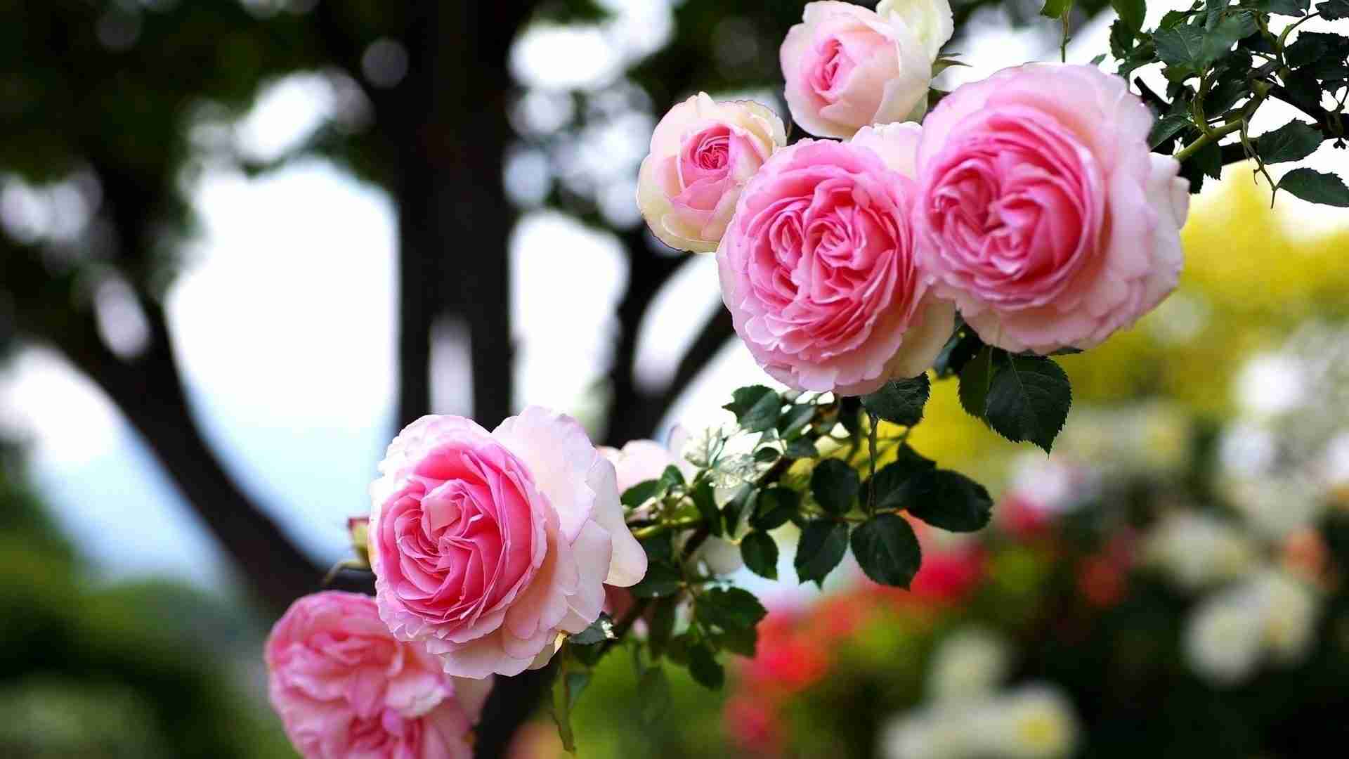 Love Rose Hd Wallpapers 1080p - HD Wallpaper 