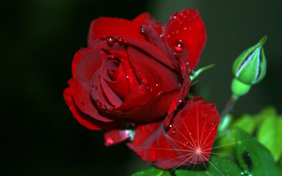 Red Rose Love Wallpaper,holiday Hd Wallpaper,holidays - Rose Image Download Hd - HD Wallpaper 